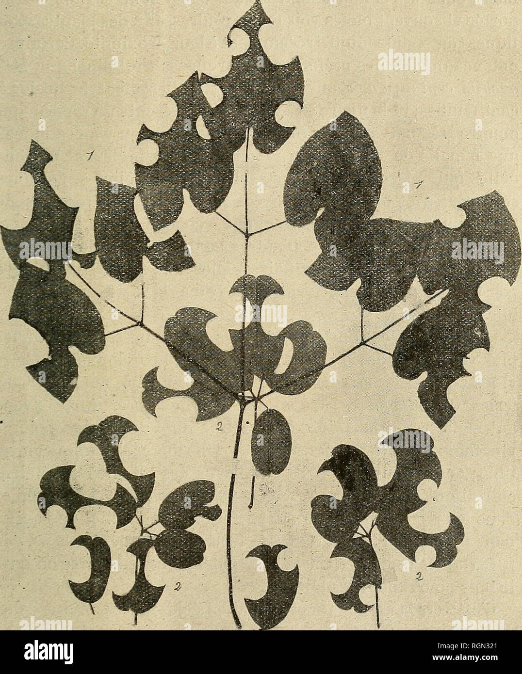 . Bulletin de la SociÃ©tÃ© nationale d'acclimatation de France. La SociÃ©tÃ© nationale d'acclimatation de France ; Animaux ; zoologie, botanique, économique, Économique. A PROPOS D'UNE MDIFIGATION gachiles DE MEGACHILE 143 s'adressent pour prÃ©lÃ©s levier matÃ©riaux qui leur ser- vent Ã construire les cel'ules c'ans lesquelles vont se dÃ©ve-. FiG. 2, 1. EpimedÃ®uyn pinnatum Fischer, BerbÃ©ndÃ©es (Perse). 2. Akebia quinata Decaisne, LardizabalÃ©es (Japon). (Echantillons recueillis par M. VallÃ©e dans son jardin, MonllhÃ Ã©ry. lopper leurs larves n'est pas absolu ; elles les trouvent gÃ©nÃ©ra- lément dans leu Banque D'Images