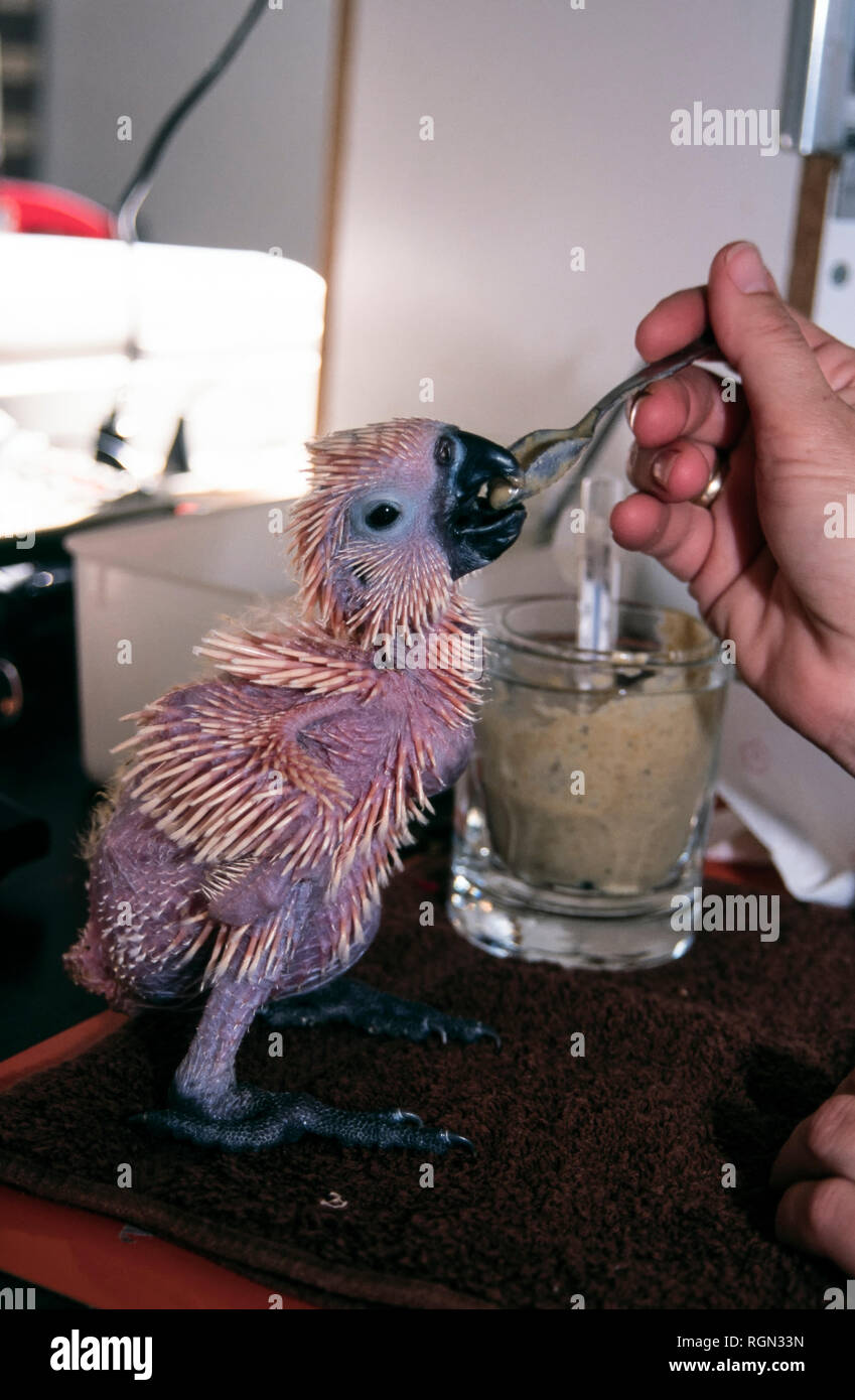 Nourrir Bebe Du Soufre Cacatoes Soufre Cacatua Galerita Est Relativement Grand Cacatoes Blanc Trouves Dans Des Habitats Boises En Australie Et La Photo Stock Alamy