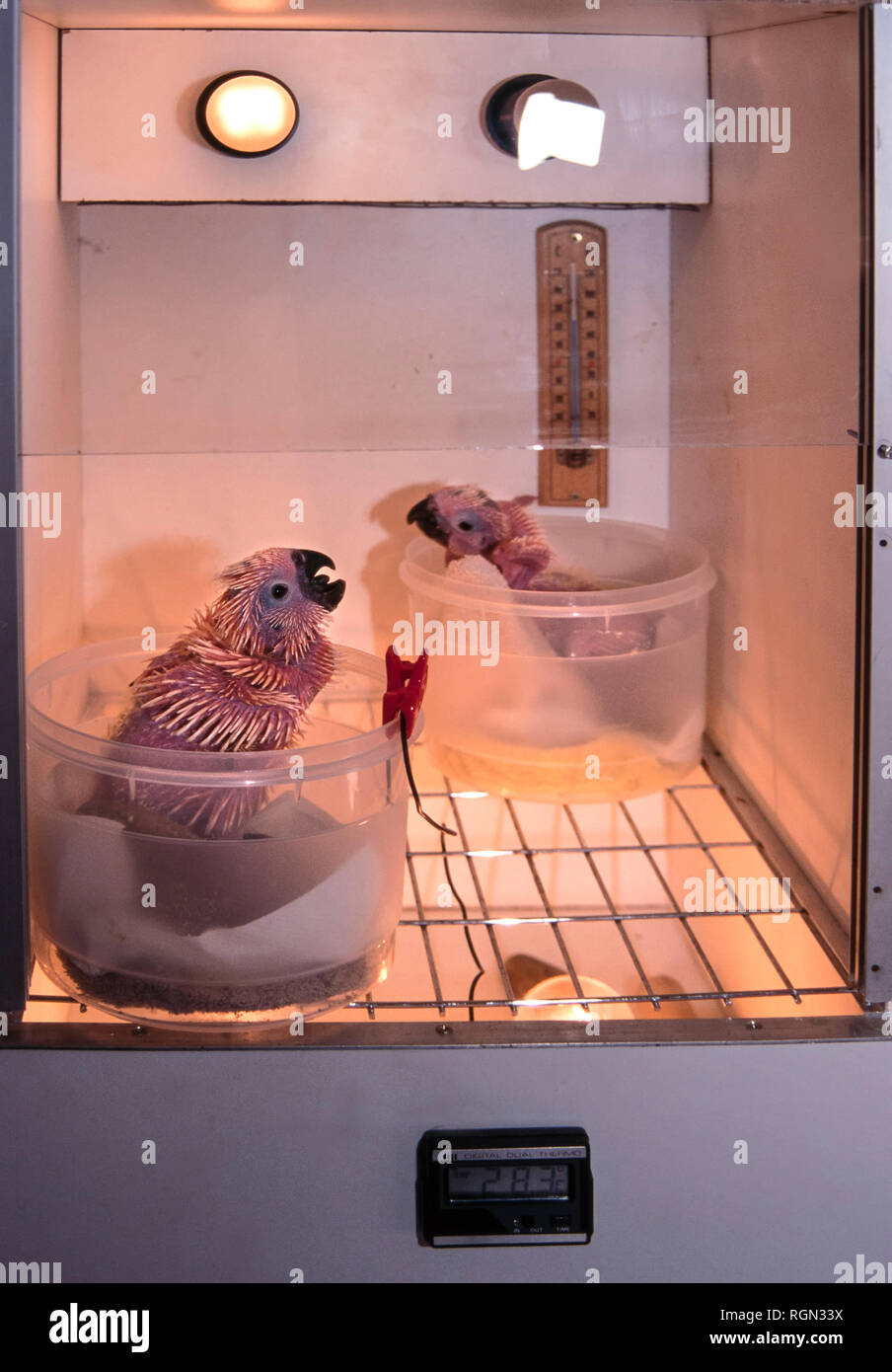 Les Bebes Du Soufre Cacatoes Soufre Cacatua Galerita Garde Au Chaud A L Interieur Des Emissions Est Relativement Grand Cacatoes Blanc Trouves Dans Des Habitats Boises Photo Stock Alamy Les Bebes Du Soufre Cacatoes Soufre Cacatua Galerita Garde Au Chaud A L Interieur Des Emissions Est Relativement Grand Cacatoes Blanc Trouves Dans Des Habitats Boises Photo Stock Alamy