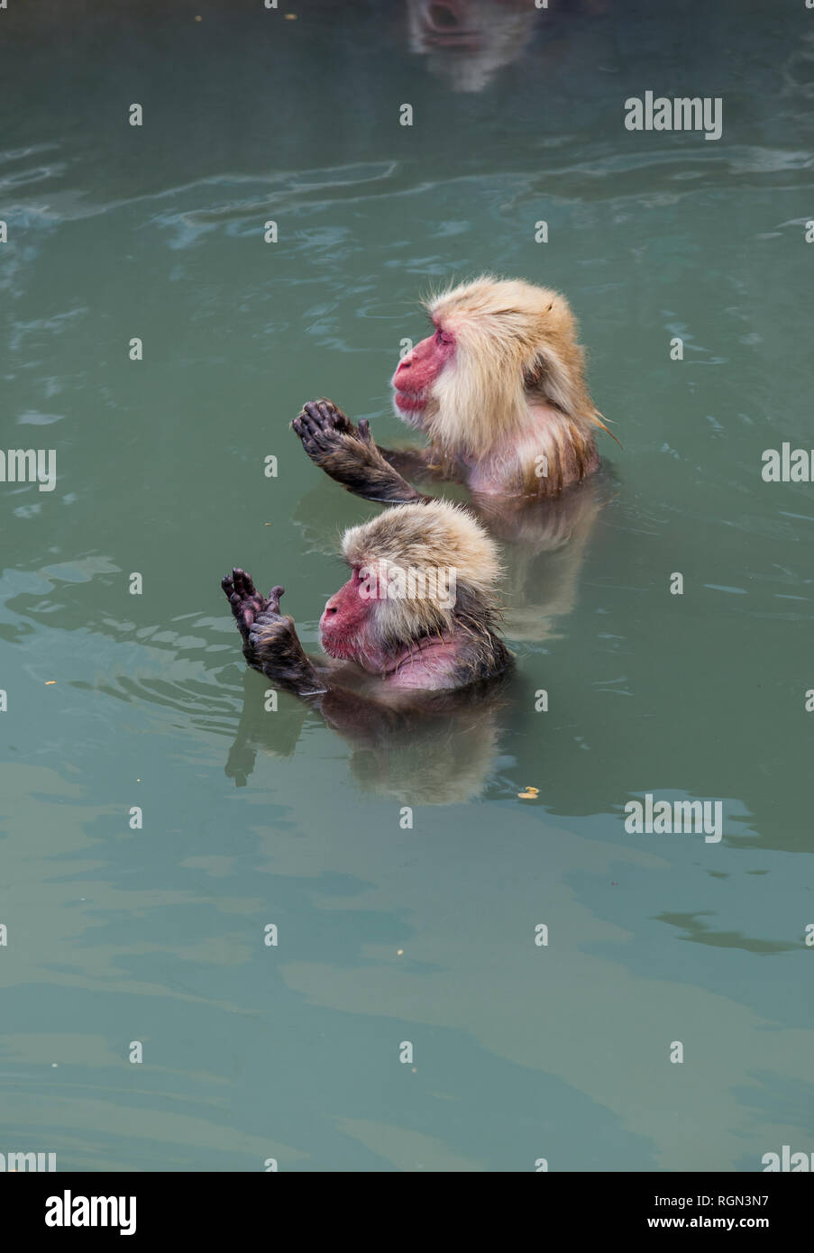 Hakodate, Hokkaido, red-faced makaks dans de l'eau Banque D'Images