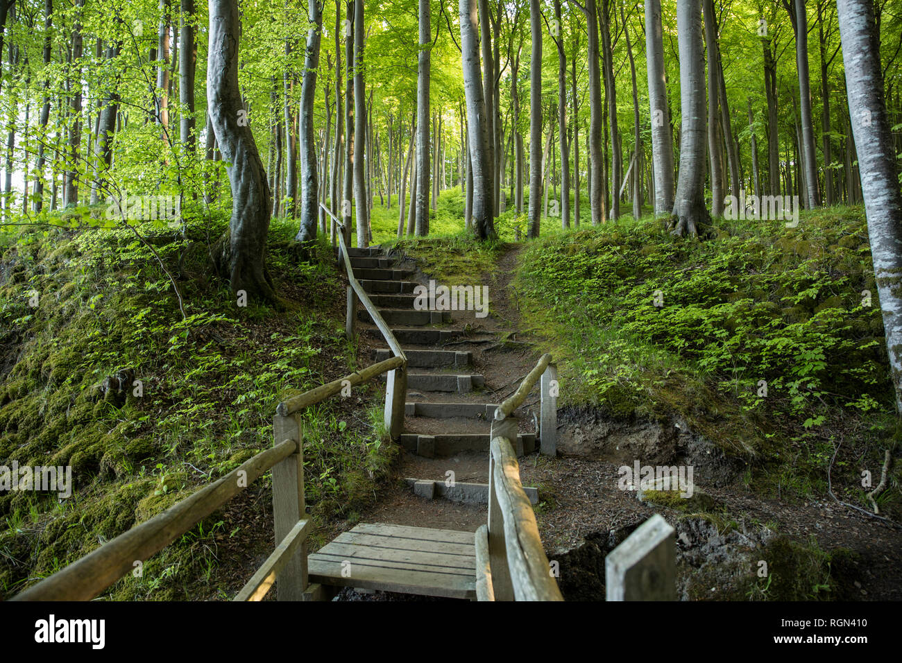 Germany, Mecklenburg-Western Pomerania, Ruegen, Parc National de Jasmund, forêt de hêtres, chemin forestier, des mesures Banque D'Images