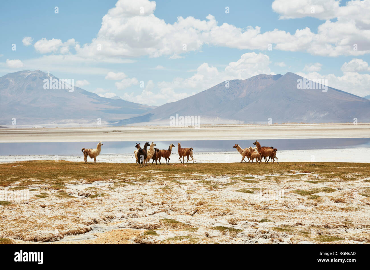 Le Chili, Salar del Carmen, alpagas à Salt Lake Shore en face d'Andes Banque D'Images