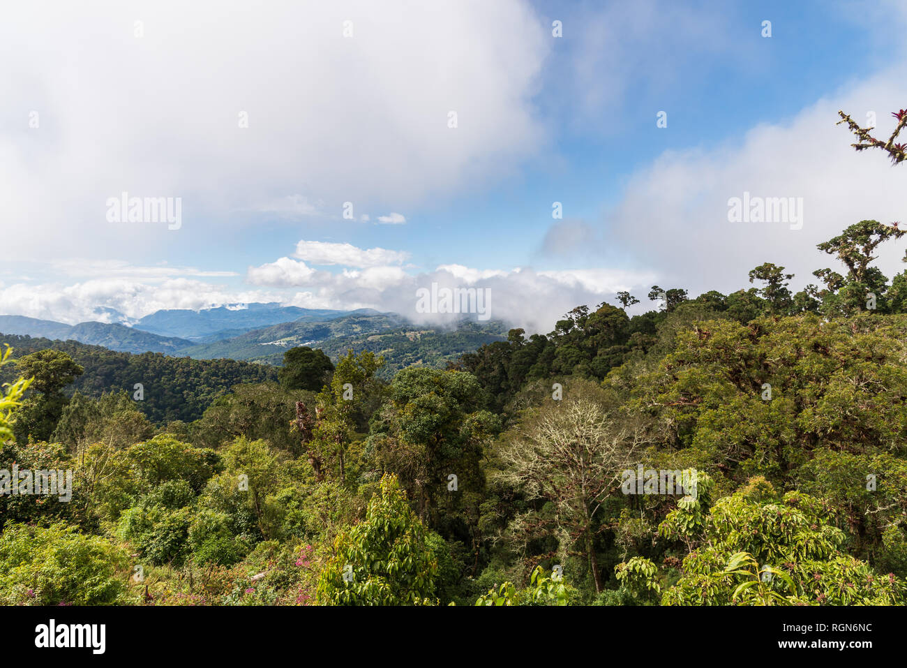 La forêt tropicale du Costa Rica. L'Amérique centrale. Banque D'Images