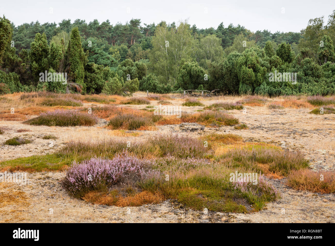 L'Allemagne, en Rhénanie du Nord-Westphalie, région de Münster, Westruper Heide, Parc Naturel de Hohe Mark Banque D'Images