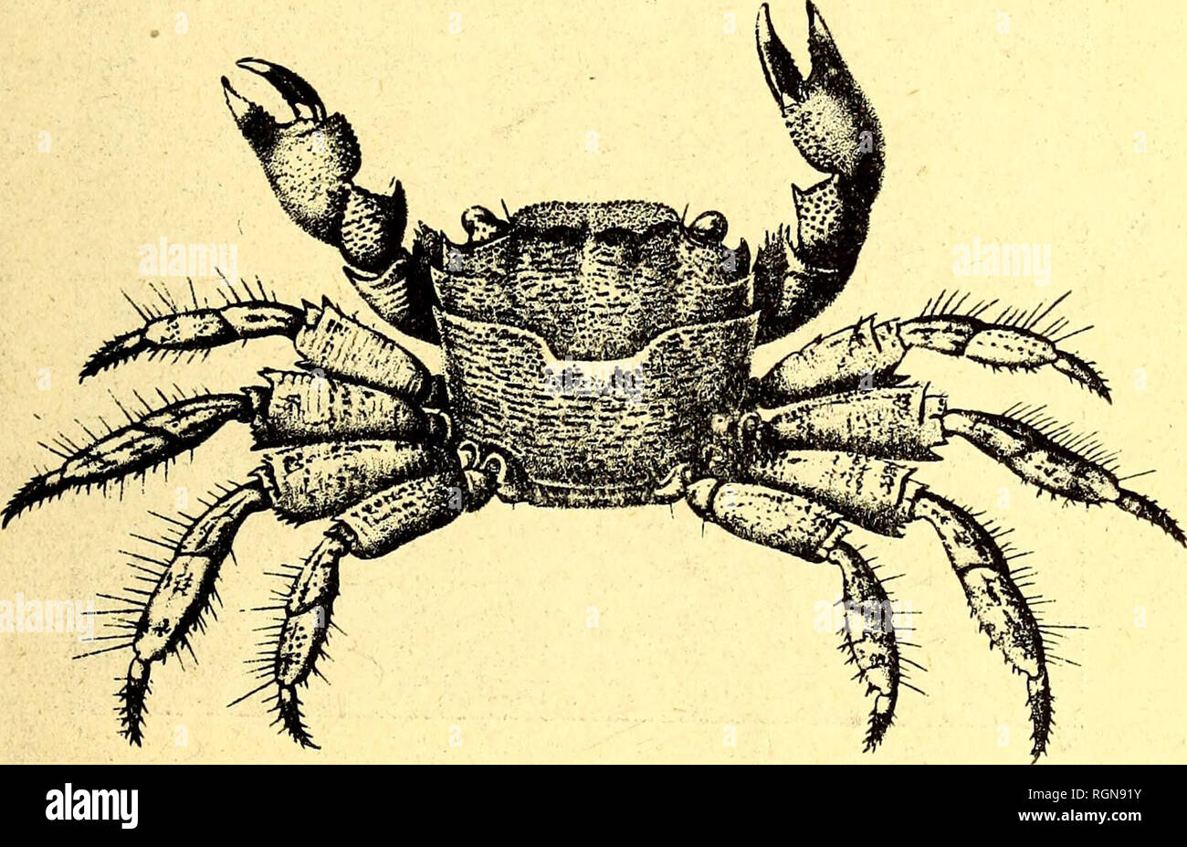 . Bulletin du MusÃ©e ocÃ©anographique de Monaco. L'océan. Â Â 7 Il est en outre intÃ©ressant, de vous faire remarquer que si la vie est trà¨s'intense dans les eaux superficielles de la MÃ©diter- ranÃ©e, au contraire, ses eaux profondes sont trà¨s pauvres en animaux. Ce fait capital dÃ©note une vÃ©ritable stagnation des eaux. Il serait prÃ©maturÃ© d'affirmer que la tempé rature tempÃ©Ã©levÃ©e et invariable de ces couches profondes ainsi que la stagnation des eaux sont la seule cause de cette pauvretÃ©, mais elles sont certainement les plus importantes. Cette pauvretÃ© est si marquÃ©e que Forbes, qui fi Banque D'Images