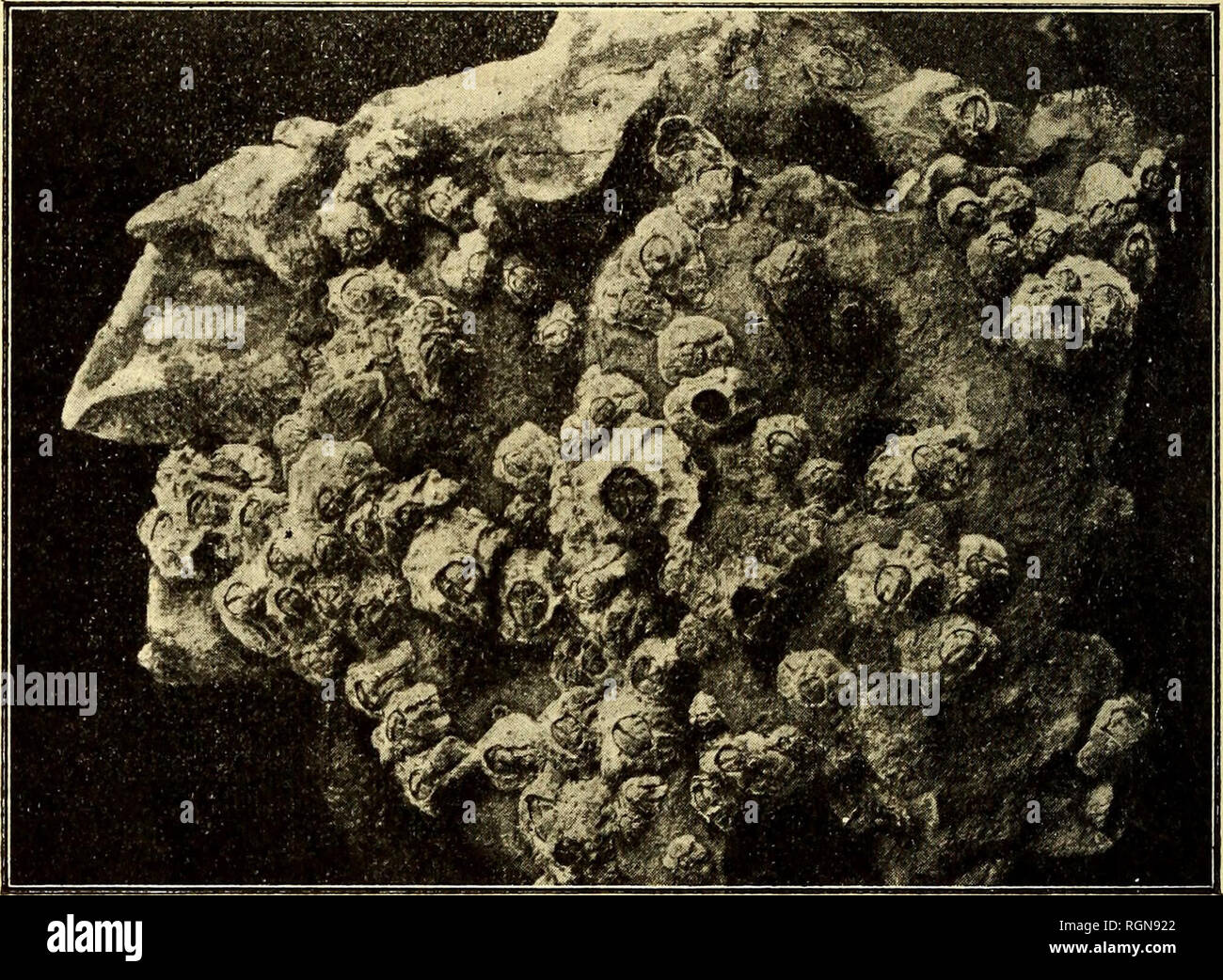 . Bulletin du MusÃ©e ocÃ©anographique de Monaco. Océan. qu'elle partage d'ailleurs avec les autres mers intÃ©rieures, est la rÃ©partition de la tempÃ©température dans ses eaux. Vous savez que dans l'OcÃ©un la tempÃ©température s'abaisse à mesure que la profondeur augmente et que dans les fonds de 5 Ã 6mmoo elle se rapproche de O°. Dans la MÃ©diterranÃ©e il n'en est pas ainsi. La tempÃ©température de la surface varie avec les saisons, et lorsque l'ONU descendre sur thermomÃ®tre dans la mer sur constate qu'il baisse d'abord rÃ©guliÃ¨turation pendant les 3oo premiers mÃ®tres, comme dans. Fig. 3. Â Pierre couverte de Banque D'Images