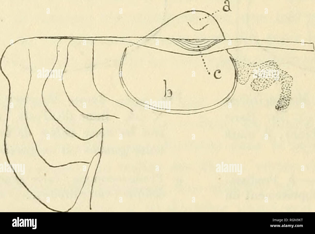 . Bulletin du Musum national d'histoire naturelle. L'histoire naturelle. Fi,}. 3. Â Jeune Margaritifera margaritifera var. Cumingi Reeve. De droite (X n5). - Banc de Testa (Gambier), 8 mars 190/1. a. Prodissoconque. Â b. Dissoconque (structure prismatique). Â c. Marge limitant la prodissoconque.. Fig. h. Â La mÃªme, vue du cÃ'tÃ© interne (X 115). a, b. Prodissoconque. Â c. CharniÃ¨re. Ces jeunes M. Cumingi grandissent jusqu'Ã atteindre 5 millim. 5 de diamÃ¨tre : c'est alors que les lames commencent Ã apparaÃ®tre, Ã ce stade, les HuÃ®tres perliÃ¨res sont dÃ©jÃ attachÃ©es par un byssus. Les jeu Banque D'Images