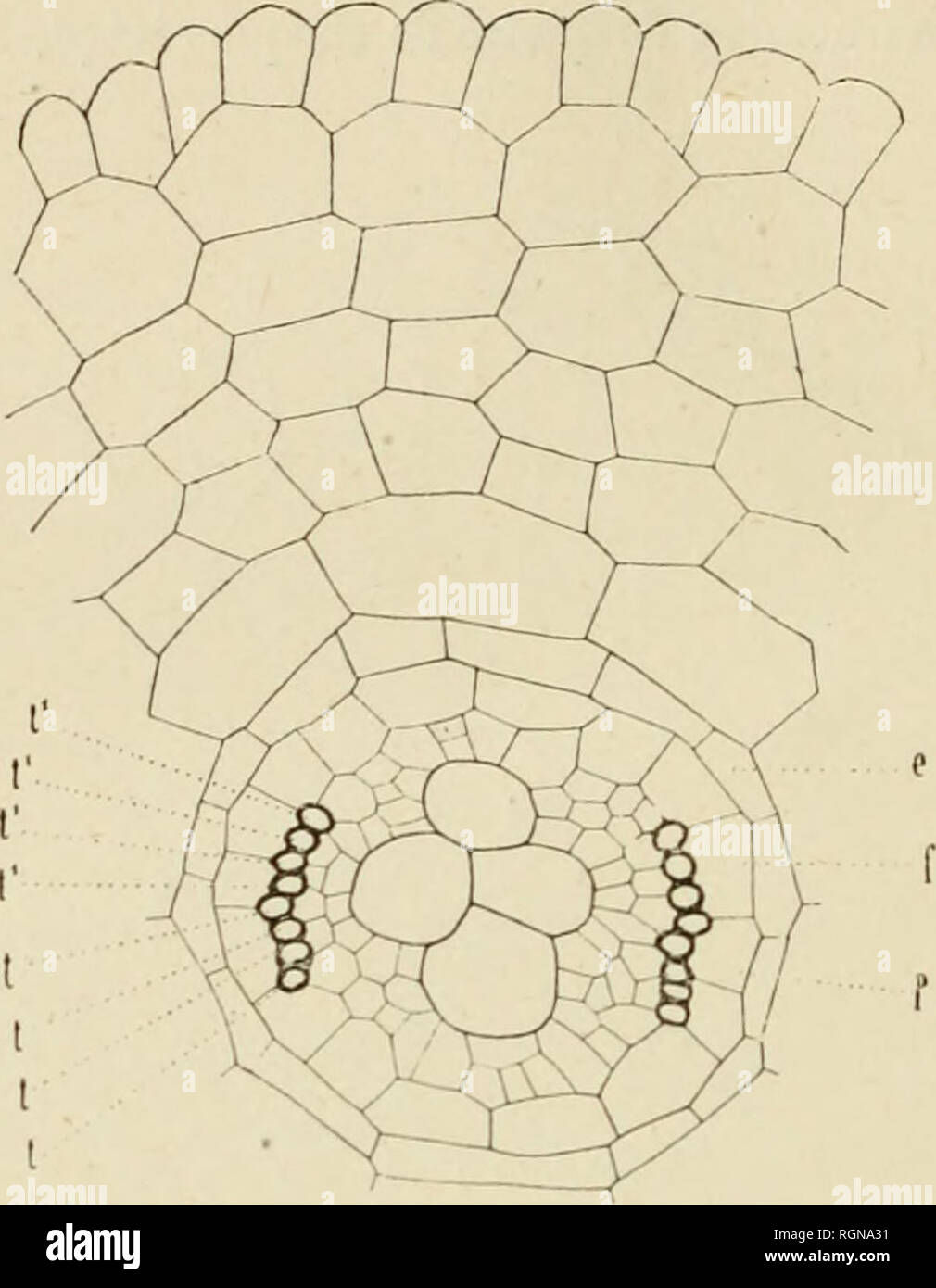 Bulletin Du Musum National D Histoire Naturelle L Histoire Naturelle 280 A A Les Fouga Res Les Praªles Ot Au Point De Vue De L Origine De L Appareil Conduc Cial En Effet Voiture Tandis Que