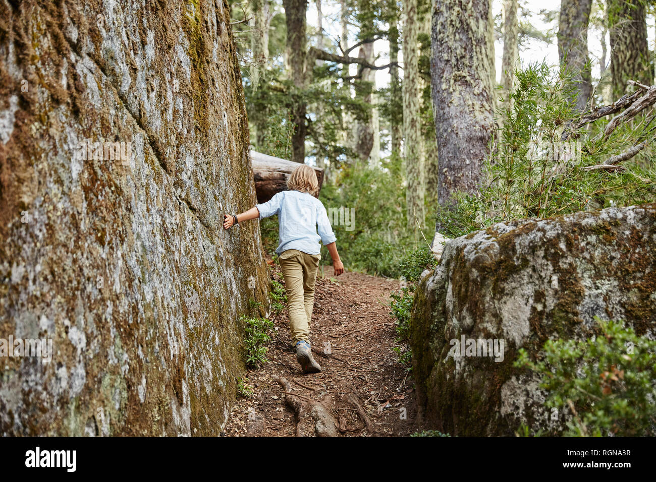 Le Chili, le Parc National Nahuelbuta Puren, garçon, passant dans une forêt d'Araucarias boulder Banque D'Images