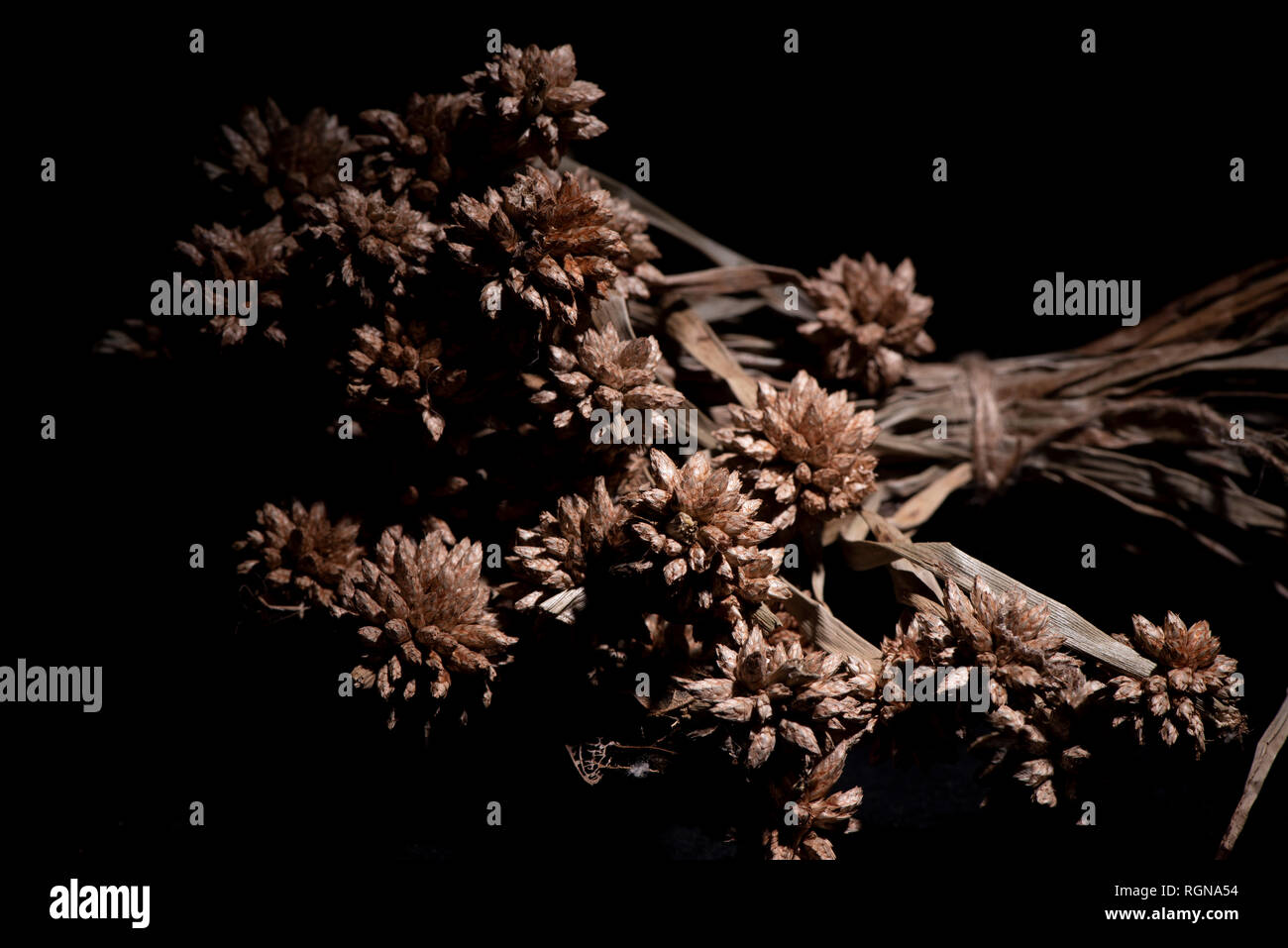 Fleurs séchées utilisées en décoration restaurant Banque D'Images
