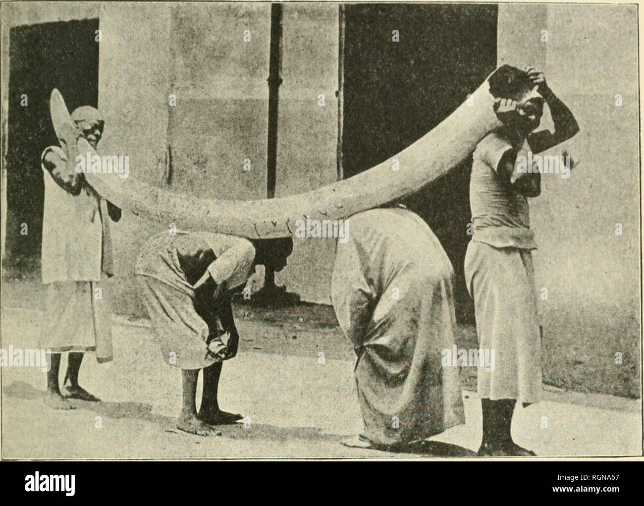. Bulletin du Musum national d'histoire naturelle. L'histoire naturelle. Planche II.. DÃ©fense d'ÃlÃ©éléphant d'Afrique, des rÃ©gions avoisinant l'Equateur, apportÃ©e sur le marchÃ© Ã ivoire de Zanzibar en avril 1907, et dont le poids atteint 97 kg. [Fac-similÃ© d'une photographie exÃ©cutÃ©e par M. Guillaume Vasse.]. Veuillez noter que ces images sont extraites de la page numérisée des images qui peuvent avoir été retouchées numériquement pour plus de lisibilité - coloration et l'aspect de ces illustrations ne peut pas parfaitement ressembler à l'œuvre originale.. Musum national d'histoire naturelle (France). Paris : Impri Banque D'Images