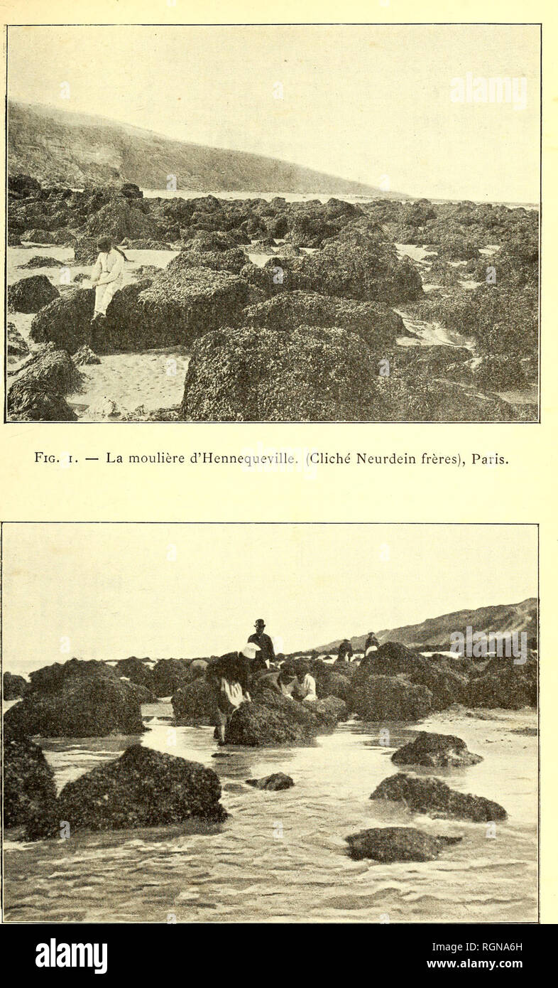 . Bulletin du Musée Océanographique de Monaco. L'océan. Pl. I.. FlG. 2. - Les moulières des Roches Noires, au nord de Trouville. (Cliché Neurdein frères), Paris.. Veuillez noter que ces images sont extraites de la page numérisée des images qui peuvent avoir été retouchées numériquement pour plus de lisibilité - coloration et l'aspect de ces illustrations ne peut pas parfaitement ressembler à l'œuvre originale.. Musée Océanographique de Monaco. Monaco, Le Musée Banque D'Images
