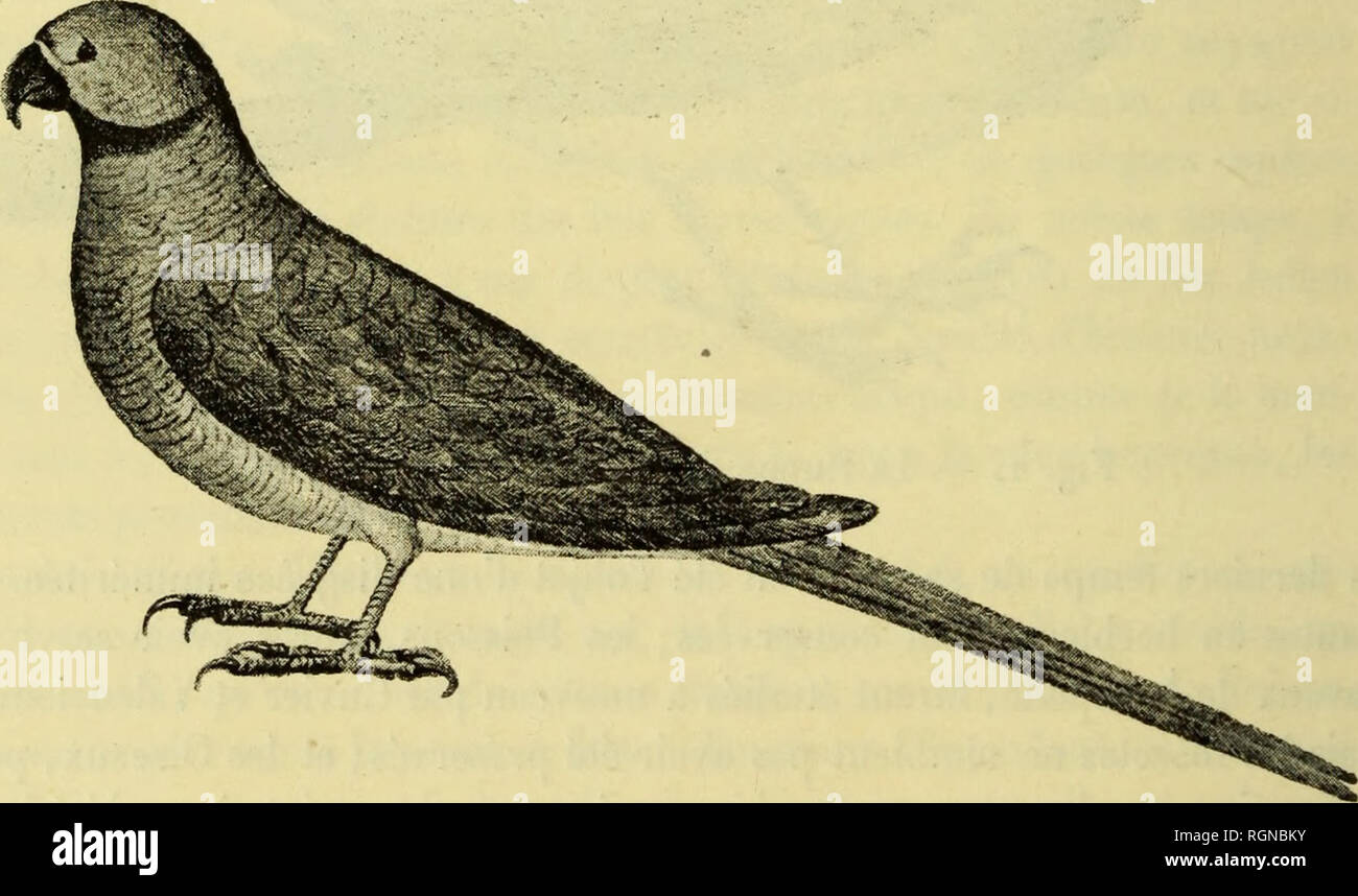 . Bulletin du MuseÌum d'histoire naturelle. L'histoire naturelle. partie, qu'une courte lÃ©gende et sont privÃ©s de la description Ã©men- taire. Ces dessins ont Ã©tÃ© exÃ©cutÃ©s, les uns, et ce sont les meilleurs, par un jeune dessinateur, nommÃ© Jossigny, qui avait accompagnÃ© pictus dans son voyage et qui demeura certainement avec lui Ã l'Ã®le de France ; les autres, par Pierre Sonnerat, commissaire de la marine, qui vint rejoindre Commerson en 1768 et qui fut son collaborateur jusqu'au 29 juin 1771, Ã©poque oÃ¹ il s'embarqua pour la Nouvelle-GuinÃ©e. Parmi les dessins de Jossigny, signal je Banque D'Images