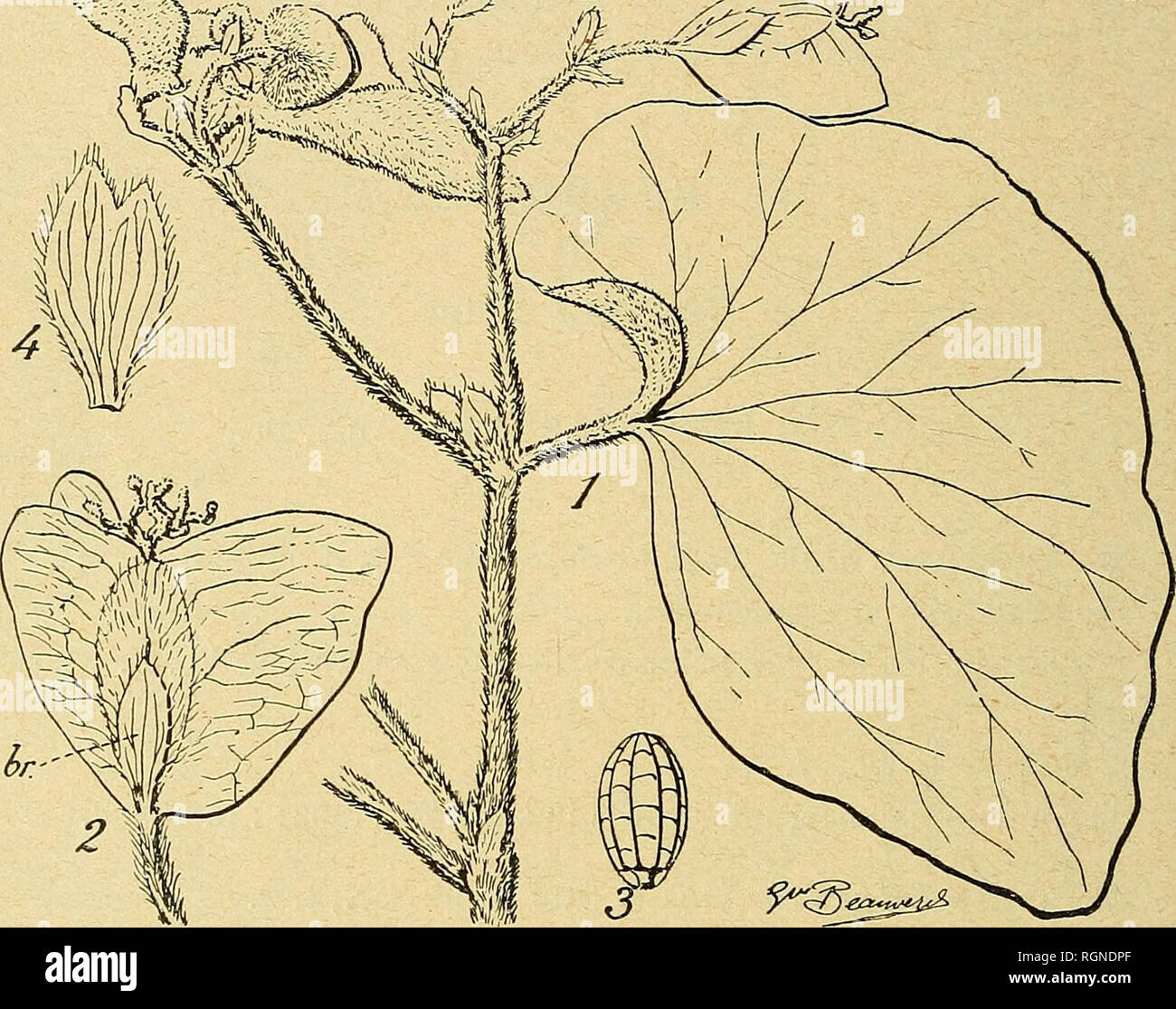 . Bulletin de la SociÃ©tÃ© botanique de¨GenÃ ve. Botanique ; botanique. h22 liULLETlÃ®N DE LA SOCIETE BOTANIOUE DE GEN[-:YE (,i6) persisteiilibiis bitÃ laciniis spiraliter papilliferis®dis, capsula longe |)e(li- cellata villosa, dense 3 iiurqualibiis villosis-alata alis ovata maxima pi'oducta transversale. ^f ;"^-^j&gt ;.^5-- :-^. Fig-. IV. Â BEGONIA LEPTOTRICHA C. DC. Â 1 : femlle et inflorescence (grandeur naturelle) ; 2 : fruit, avec bractÃ©e en h (gr. 1 V^ fois) ; 3 : semence (gr. 42 fois) ; 4 : bractÃ©e d'une fl. Ã. opposÃ©e Ã la grande aile (gr. 2 fois). Herba circiter 50 cm. alla raniusa. Radix lib Banque D'Images