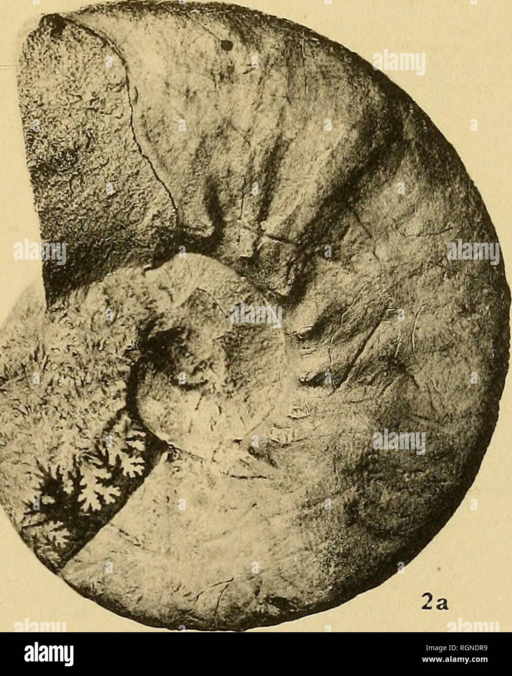 . Bulletin de la Société géologique de France. La géologie. 2c. Veuillez noter que ces images sont extraites de la page numérisée des images qui peuvent avoir été retouchées numériquement pour plus de lisibilité - coloration et l'aspect de ces illustrations ne peut pas parfaitement ressembler à l'œuvre originale.. Société géologique de France. Paris : La Société Banque D'Images