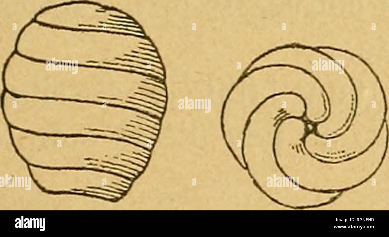 Bulletin de la SociÃ©tÃ© gÃ©ologique de France. La géologie. CHARACÃES  FOSSILRS DU H. DE PARIS &gt;53 convexes et ornÃ©s d'une sÃ©rie de  tubercules peu Ã©pais et rÃ©guliÃ¨re- ment espacÃ©s. MarinÃ©sien :