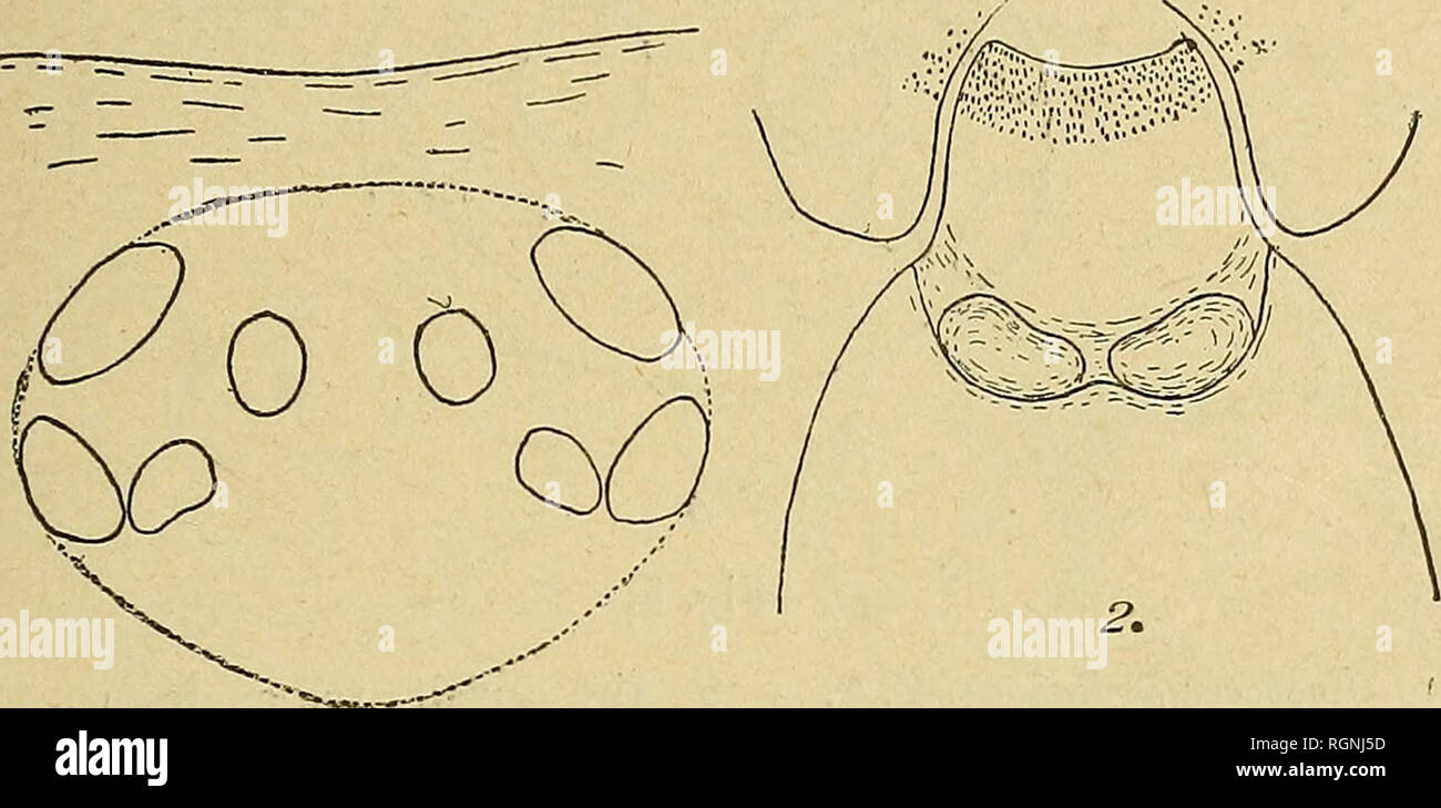 Double bulbe Banque de photographies et d’images à haute résolution Alamy