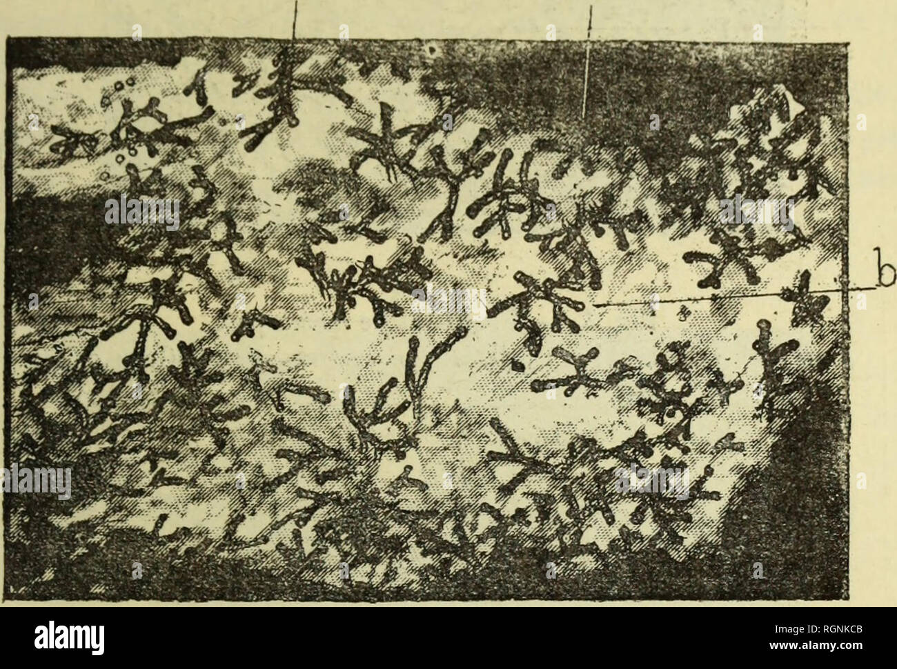 Bulletin Du Museium D Histoire Naturelle L Histoire Naturelle Rainidos Pnrnissriil Foniu Les S D Un Lirlo Soiil Ai Sur Penl Suivre Ha L V L J Rn Iil Du A J Ins A Sur Les Li J Ui I I A Dans La J Renu N Bulletin Du Museium D Histoire Naturelle L Histoire Naturelle Rainidos Pnrnissriil Foniu Les S D Un Lirlo Soiil Ai Sur Penl Suivre Ha L V L J Rn Iil Du A J Ins A Sur Les Li J Ui I I A Dans La J Renu N