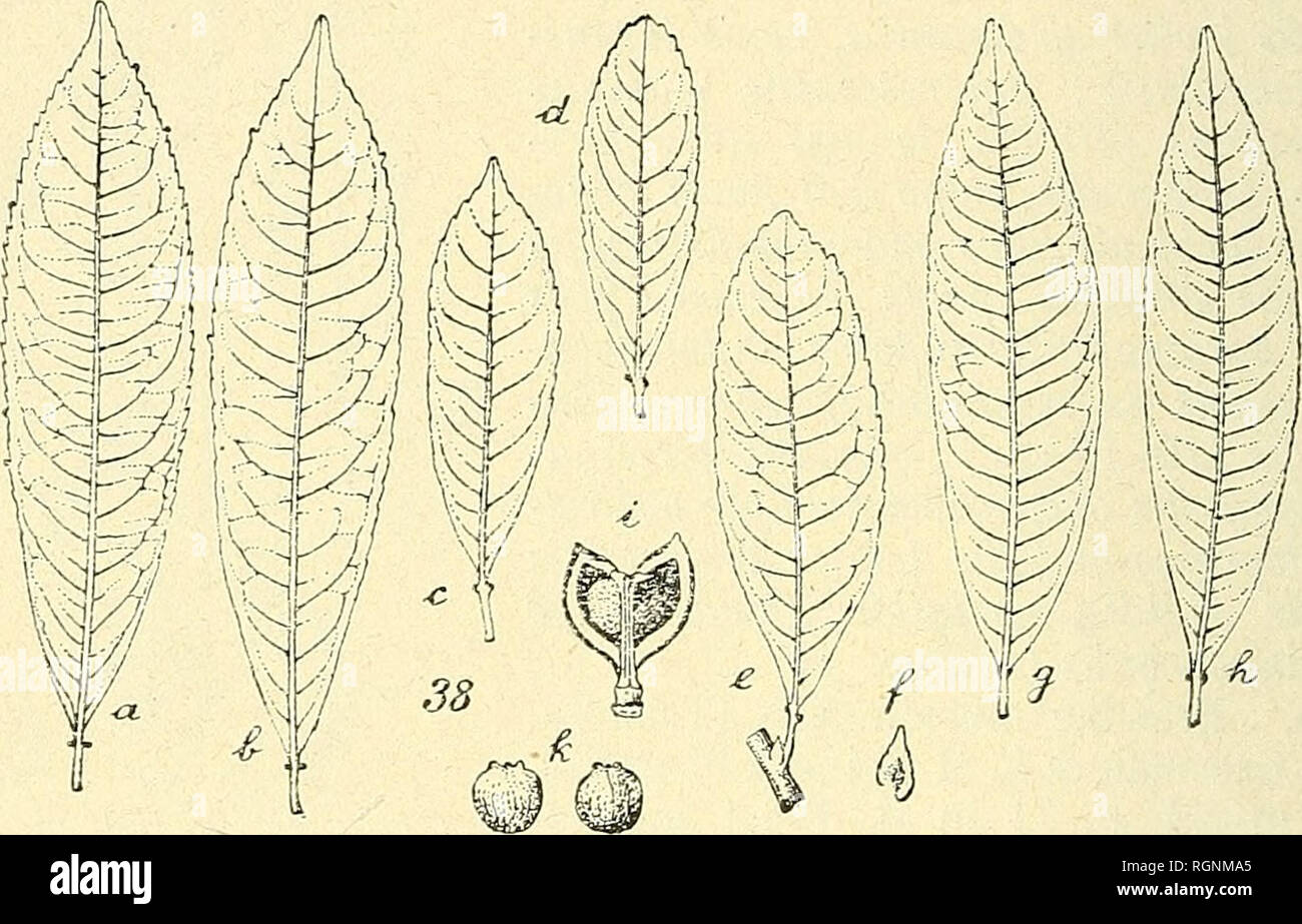 . Bulletin de l'Herbier Boissier. Les plantes. 444 BULLETIN DE L'HERBIER BOISSIER (2moi SÃR.). 1906 (32) Généralités (mediÃ cribus stipitatis seminibus orbicularibus compressis verrucosis striatis leviter margine inferiore minutissime denticulatis Â". Hab.  : BrÃ©sil mÃ©ridional (Sello !) et Montevideo (Sello ! Dans H. DC. et B., Anderson 180 ! H. Del.). Les deux espÃ¨montevidense ces S. et S. serratum, distinguÃ©es par Klolzsch sur des matÃ©riaux rÃ©coltÃ©s par Sello, ont Ã©tÃ© rÃ©unies d'abord par MÃ¼ll. Arg. dans une mÃªme variÃ©tÃ© serratum, puis de nouveau. Fig. 38. Montevidense Sapium Kl. (A-D, H. DC ; g, h, Sel Banque D'Images