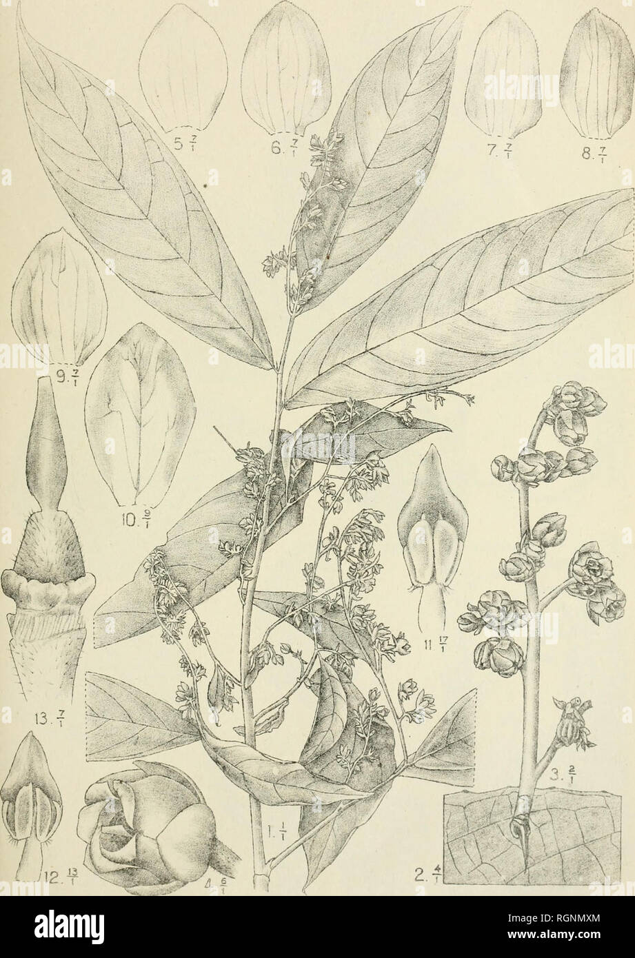 . Bulletin du Jardin botanique de Buitenzorg. -- L'Indonésie ; les plantes. Bull. Jard. Botan. Buitenzorq, Série III, Tome IV. J. J. Smith : Plantae novae vel criticae. Onglet. 5.. J. J. Smith et Darmosoediro del. Rinorea gaultheriiflora J. J. S.. Veuillez noter que ces images sont extraites de la page numérisée des images qui peuvent avoir été retouchées numériquement pour plus de lisibilité - coloration et l'aspect de ces illustrations ne peut pas parfaitement ressembler à l'œuvre originale.. Kebun Raya de l'Indonésie. Buitenzorg : Db 's Lands Plantentuin Banque D'Images