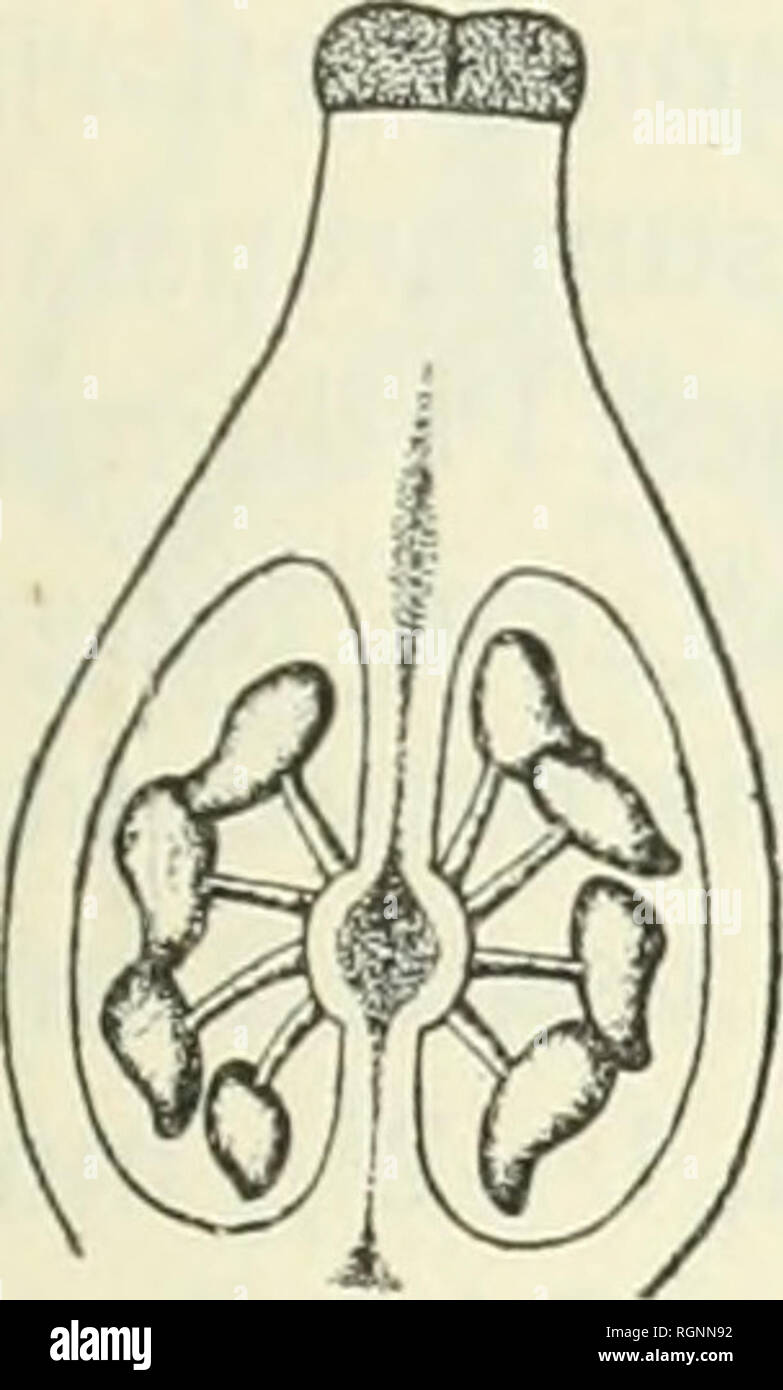 . Bulletin du Jardin botanique de Buitenzorg. -- L'Indonésie ; les plantes. Van Alderwerelt van Rosenburgh : MaLayan Araceae 2. 179 longus ; inflorescentia feminea '/4 cm. longa, ovaria ovoidea, plus minusve crassa, pallide, aquilonia en viridia, longius stylum crassum vel brevius cylindraceum attenuata, ovulis piacentarum congregatis médium infrarouge (fig, i) ; la stigmatisation plano-discoideum, rotundum, leviter 3-4- lobatum, perpallide viride ; staminodes ; inflorescentia non vidi mascula quam feminea 5-6-OLP-viridescenti longior, juvenilis-albida, demum ; flores masculi- vel saepius 5 6-andri, rotundi vel 5-angu Banque D'Images