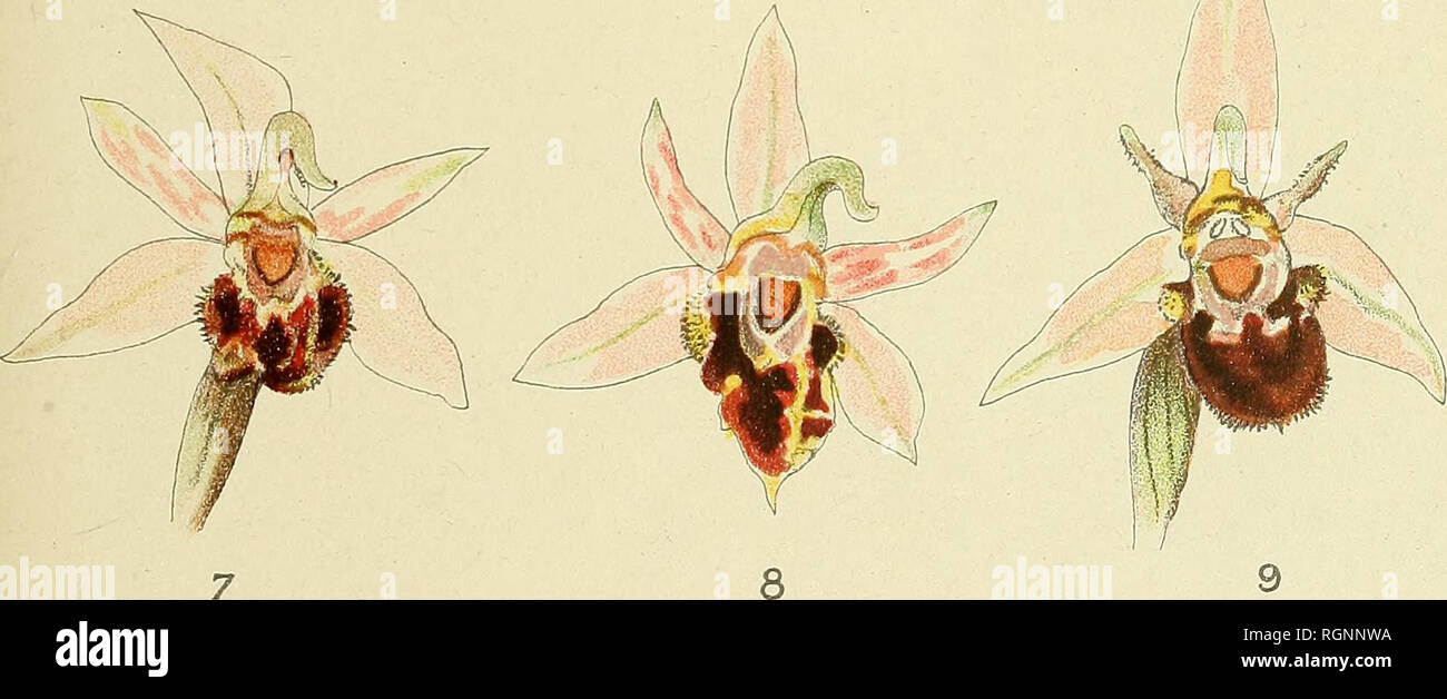 Bulletin de la Société botanique de Genève. La botanique, la botanique. A.  R. CHodat, pinx. Ophrys Botteroni du CEMA. (1, 2 et 3 ; Arthaz, Amphion ;  4-8, Bois des Frères)