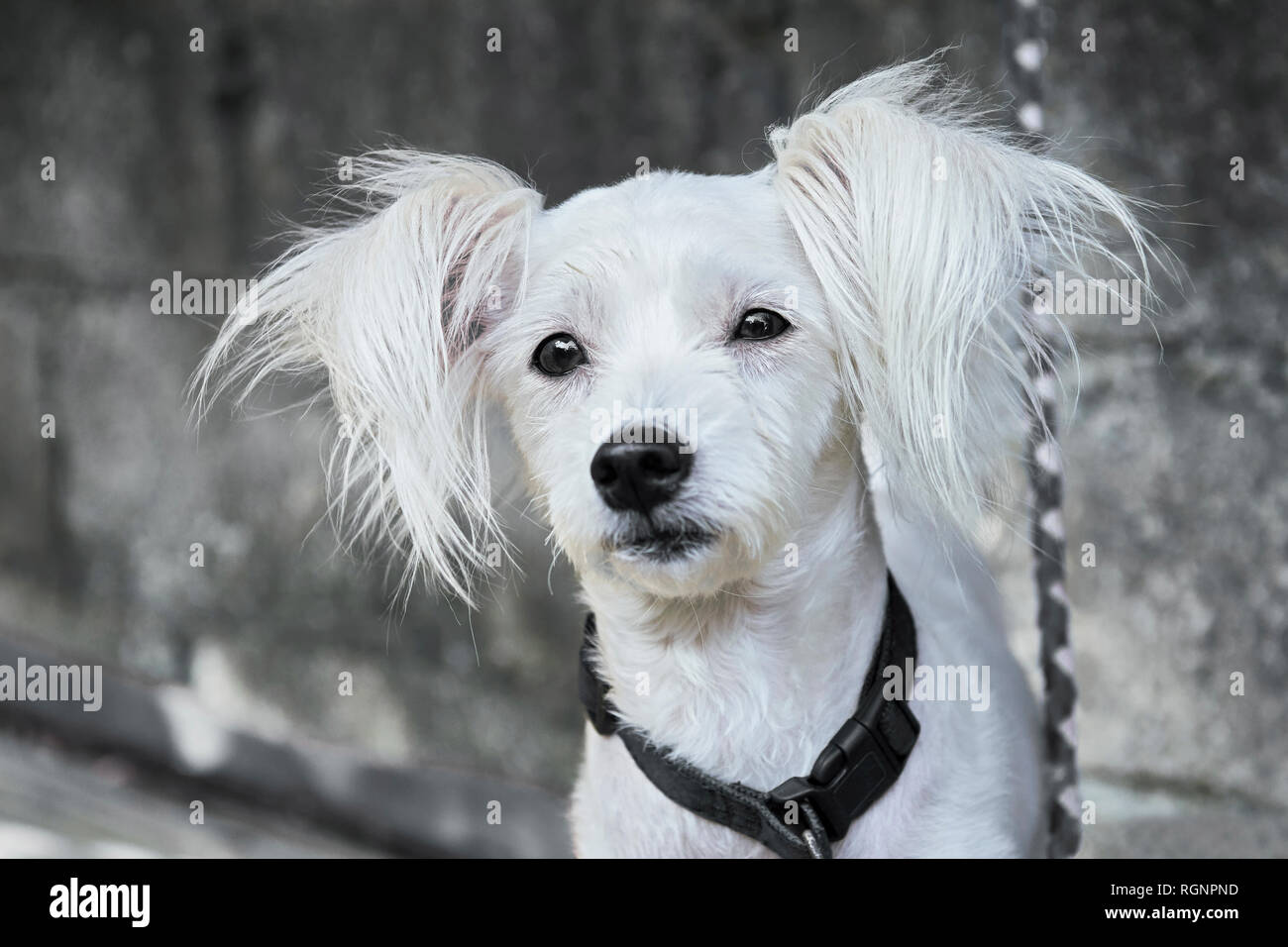 Petit mignon toiletté chien regardant la caméra en plein air, sur la photo en noir et blanc Banque D'Images