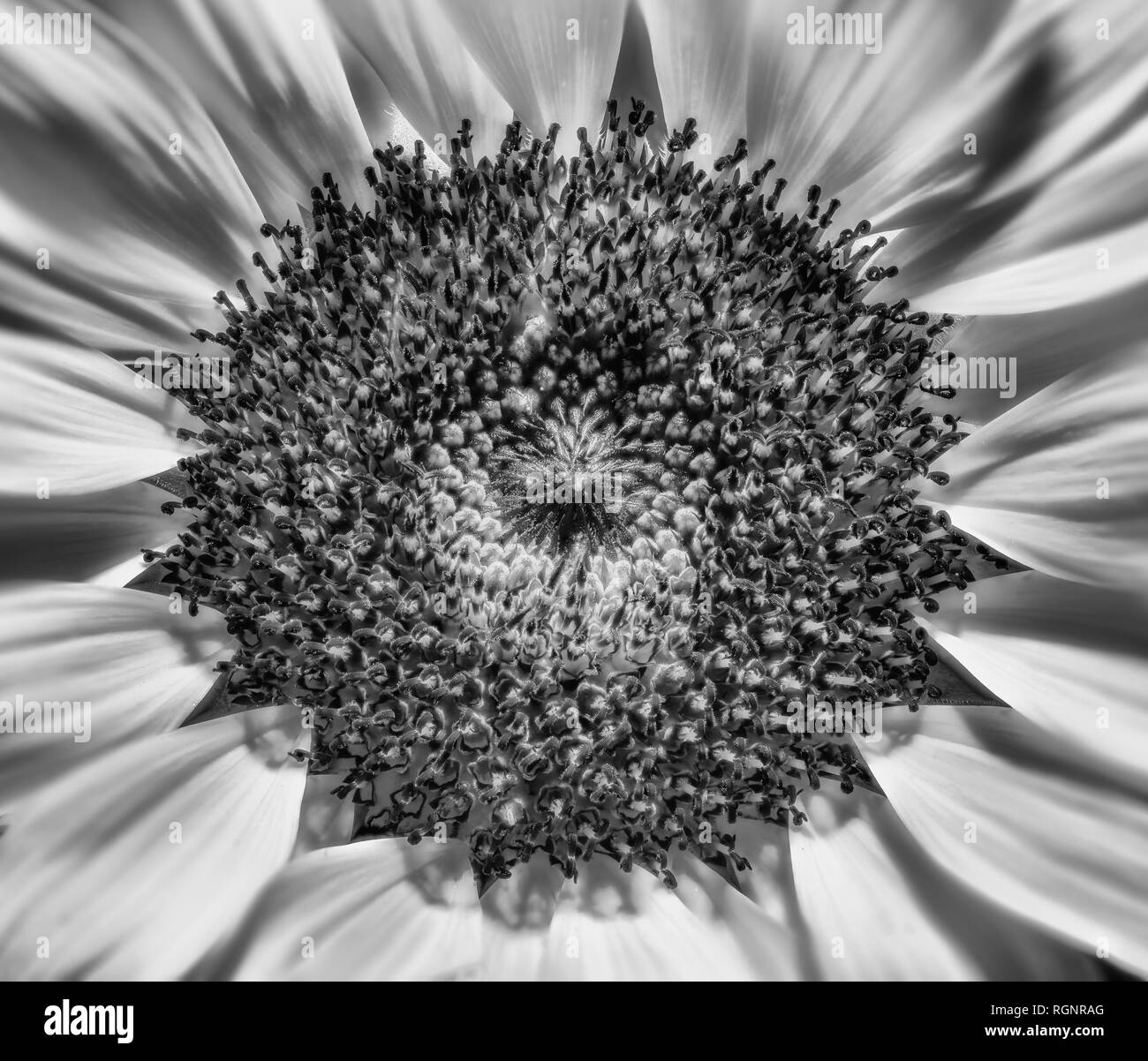 Fine art nature morte noir et blanc macro mnochrome du cœur intérieur d'une seule fleur tournesol isolés en plein soleil Banque D'Images Fine art nature morte noir et blanc macro mnochrome du cœur intérieur d'une seule fleur tournesol isolés en plein soleil Banque D'Images