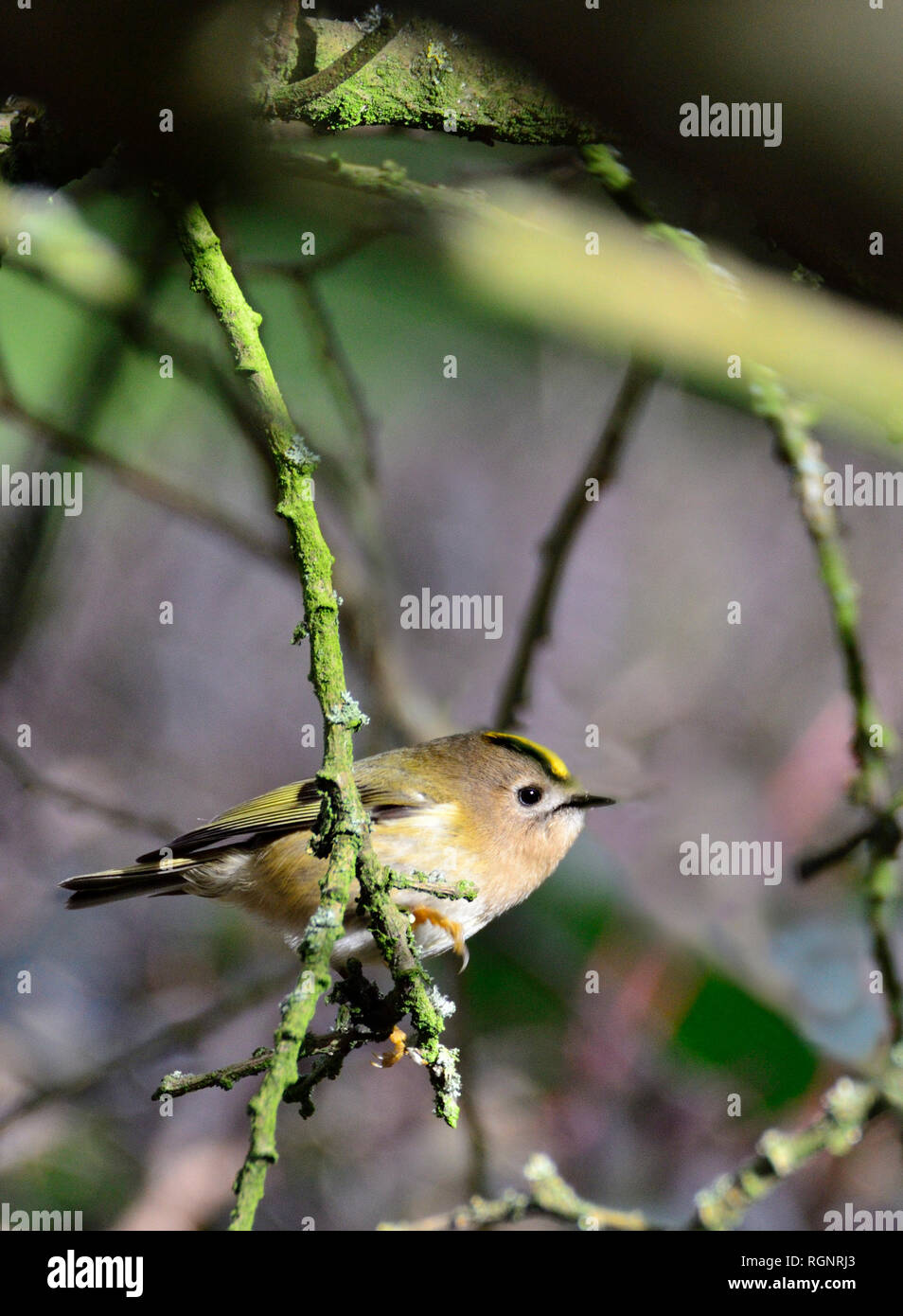 Goldcrest (Regulus regulus) plus petit oiseau de la Grande-Bretagne. Banque D'Images