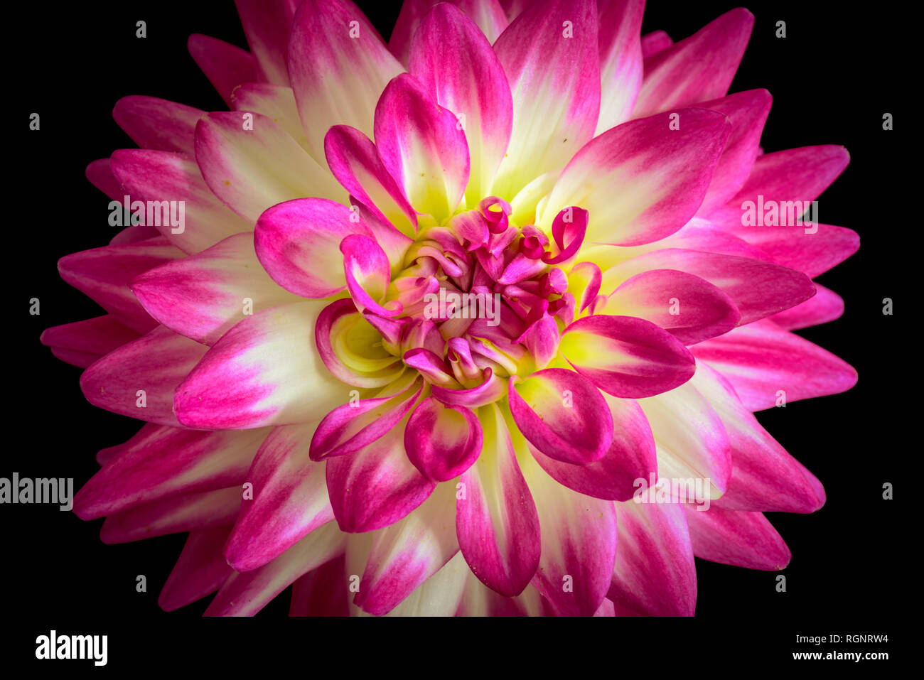 Fine Art Floral Still Life Détail Fleur Couleur Macro