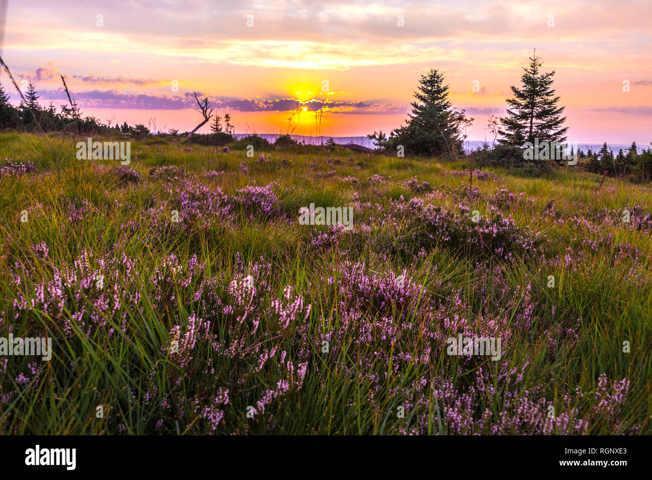 Paysage immaculé avec fleurs au lever du soleil, dans le Nord de la Forêt-Noire, Allemagne, réserve naturelle de Heather avec erica et différentes herbes Banque D'Images