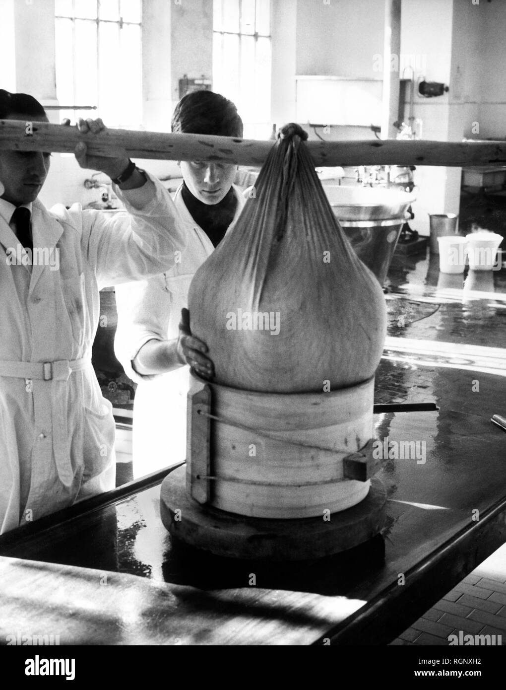 Le caillé de fromage gorgonzola fromage dans le moule, Italie 1965 Banque D'Images