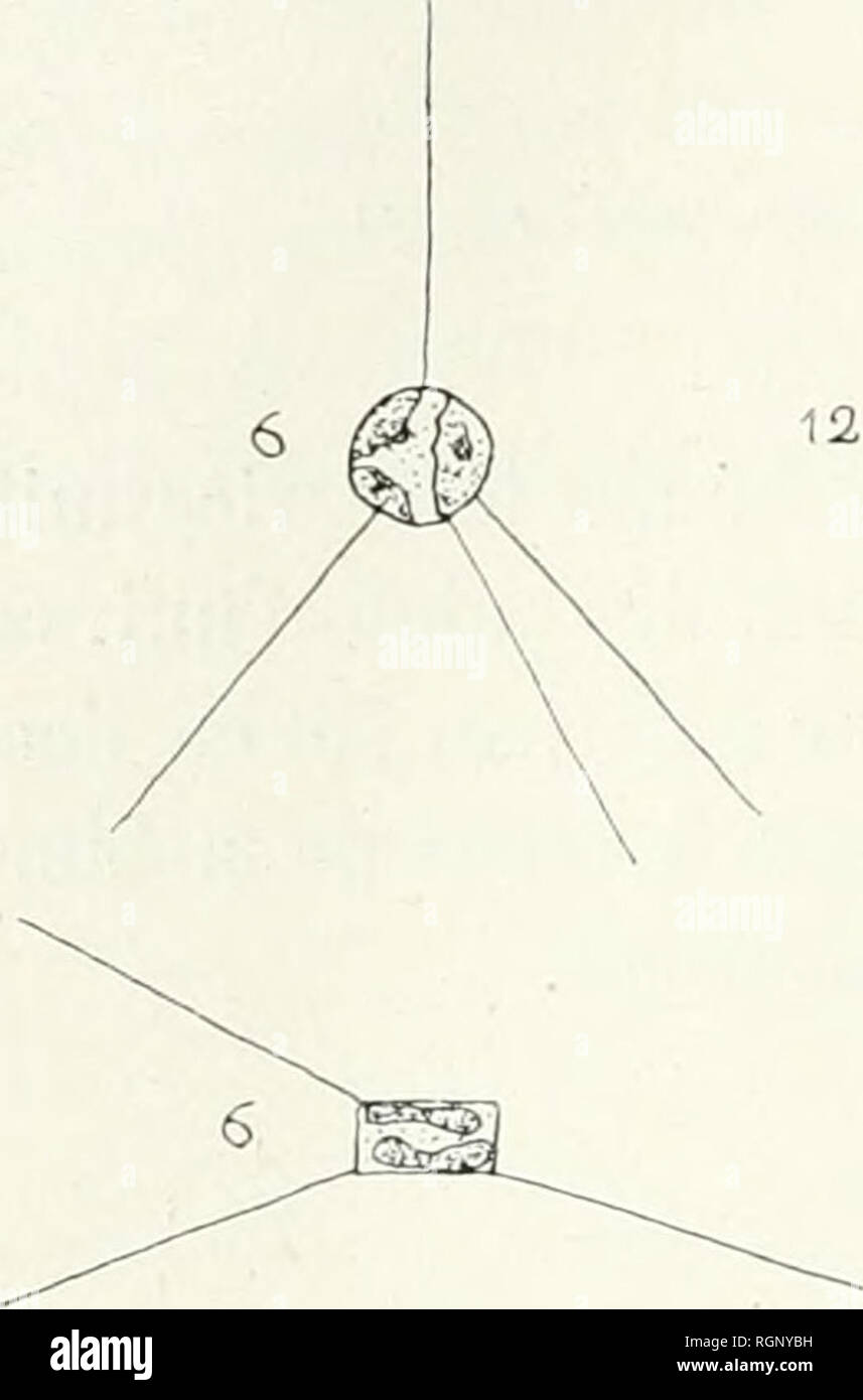 . Bulletin de la Société botanique de Genve. Les plantes ; les plantes -- Suisse. BULLETIN DE LA SOCIÉTÉ BOTANIQUE DE GENÈVE (2) ture valvaire esl très légère. En laissant sécher simplement une goutte d'eau containing le plancton, les aiguilles apparaissent bien plus nette- ment. Elles sont l'interface utilisateur  ; nombre de six sur les individus adultes avant la division (flg. 20) ; trois sur les cellules qui n'ont pas encore complètement régénéré leur distributeur (flg. 16, 19). Ces amendes aiguilles radiaires pour- ment sur la soupape, vue de face, ("^*] angles d'environ 120°. Les trois aiguilles d'une valve ne sont pus directement Banque D'Images