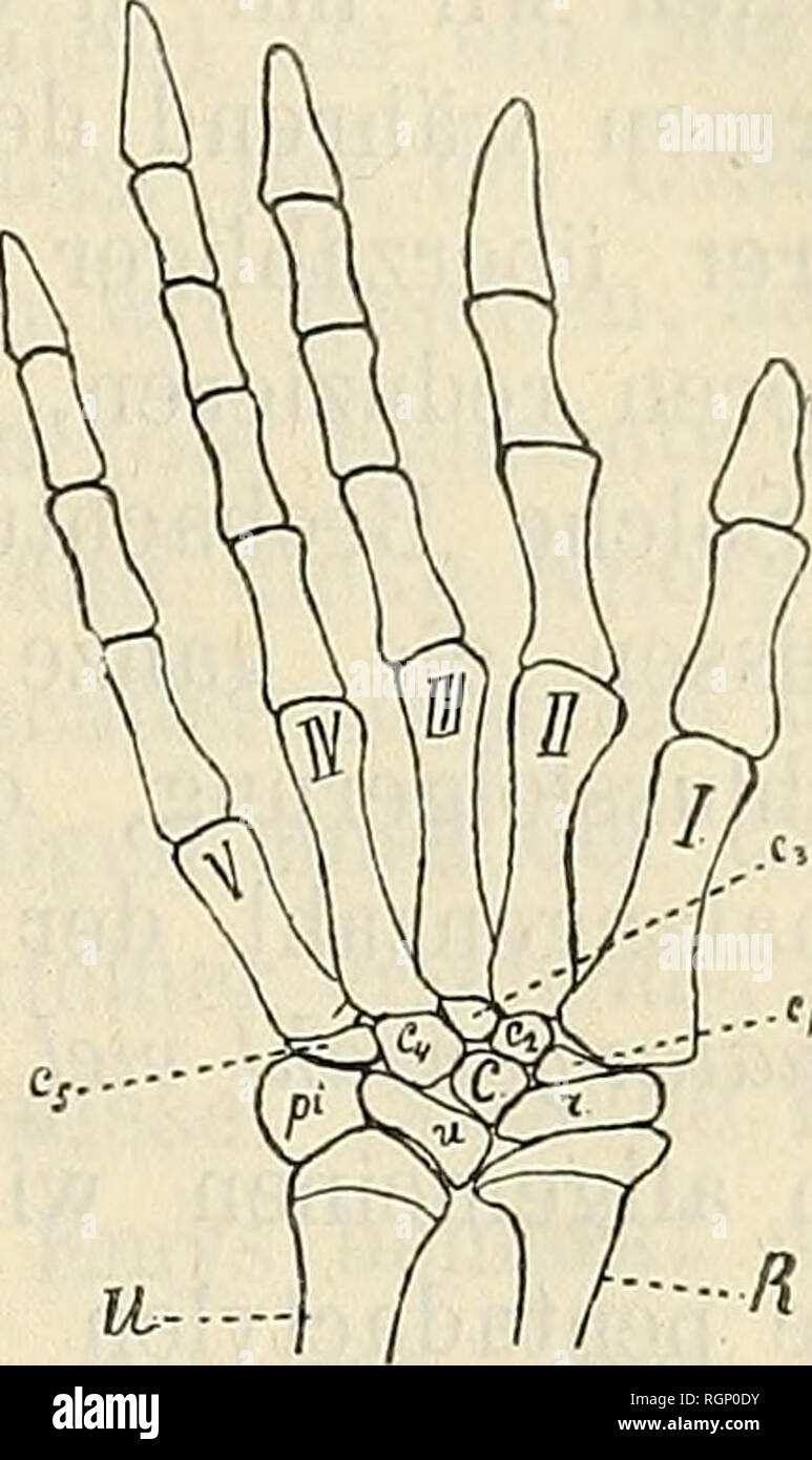 . Bulletin de la Société impériale des naturalistes de Moscou. La science, la biologie, la géologie, l'histoire naturelle. 235. suis ersten doigt eine überzählige Phalanx. Dann Finde ich bei Scincus officinalis (Fig. 22 Texte Phalangenformel die im) 2, 3, 4, 5, 4, également eine überzählige am fünften phalange du doigt. Muss Ich, dass ich bemerken Exemplare eines jeden Art 1907-1988 auf die Zahl der Phalangen hin untersucht habe, und die saurait allen dans Phalangenformeln- selben un beiden Extremitäten konstatieren, konnte, de sorte que la Annahme, dass wir hier indi- viduelle Variationen vor uns haben, aus- geschlossen ersche Banque D'Images