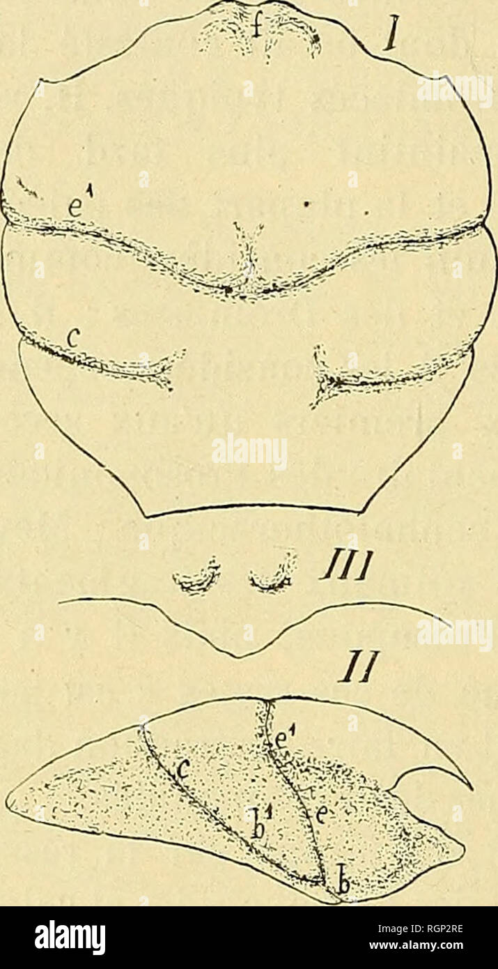 . Bulletin de la SociÃ©tÃ© philomathique de Paris. La SociÃ©tÃ© philomathique de Paris ; la science. 68 E.-L. BOUVIER ment scientifique du bouclier cÃ©phalothoracique dans les animaux des deux groupes. Plus favorisÃ© et plus heureux que mes prÃ©dÃ©- cesseurs, j'ai eu entre les mains des matÃ©riaux d'une richesse extrÃªme et j'ai cru bien faire en les employant Ã combler les lacunesque je viens de report. Ce chapitre tout entier est consacrÃ© Ã l'Ã©tude de la carapace de la comparative chez les DromiacÃ©s vivants et chez les DromiacÃ©s fossiles et il fixera, je l'espÃ¨re, les limites exactes et les afTini Banque D'Images