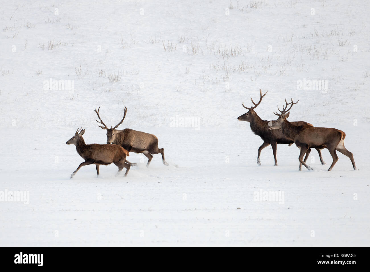 Troupeau de red deer (Cervus elaphus, cerfs en hiver sur la neige. Banque D'Images