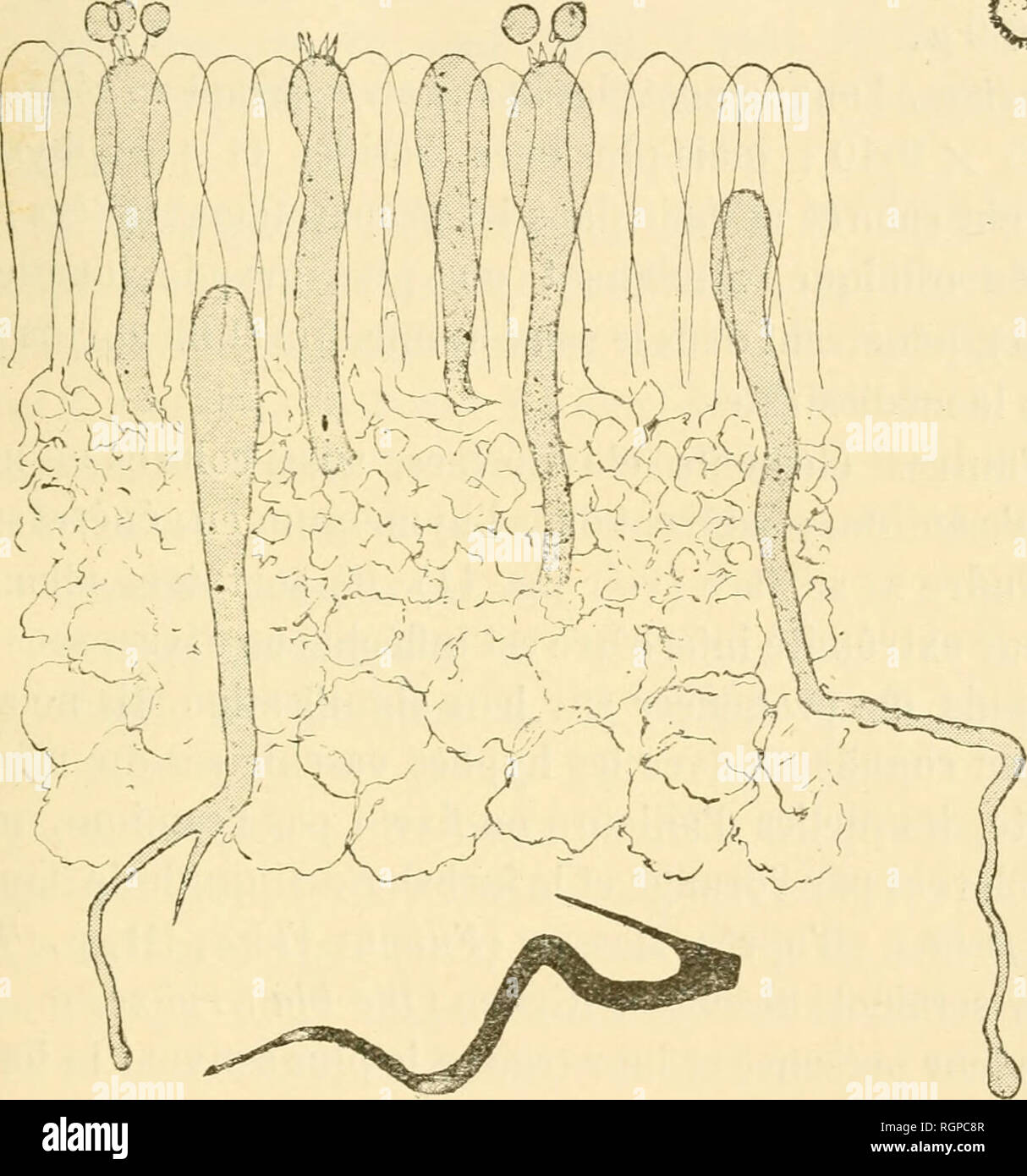 . Bulletin de la Société royale de botanique de Belgique. Société royale de botanique de Belgique, la botanique. 63 • Russula foetens (Pers.) Fr. Orroir-Renaix, 9 août 1890, 11 août 1891. - Maria- kerke, 13 août 1890, 4, 15 et 29 août 1892, 17 août. m y-y lï lo h fig-. 11. 1895, 19 août 1896. - Mare, 2 oct. 1890. - "Du Destel- Bergen, 5 août 1891. - Wetteren, 19 août 1891. - Acltre-Ste-Marie, 21 août 1895. - Vinderhaute, 26 août 1896. - Gontrode (orée du bois), 22 sept. 1890, 23. Veuillez noter que ces images sont extraites de la page numérisée des images qui peuvent avoir été retouchées numériquement pour readabi Banque D'Images