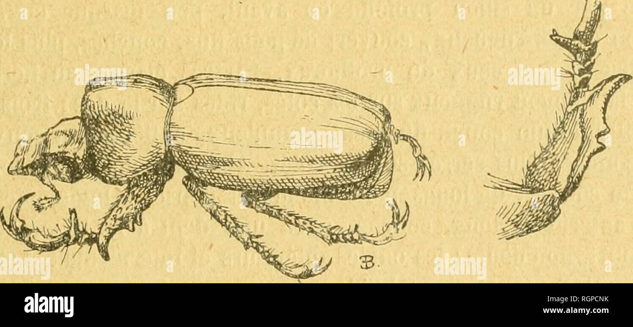 . Bulletin de la SociÃ©tÃ© entomologique de France. L'entomologie. SÃ©ance du 13 juillet 1921. Un RutÃ Goiximunications 187©lide nouveau du PÃ©rou [Col. Par Bendebitter Sgarabaeidae] E.. Lo groupe des Spodochlamydini comprend actuellement les trois genres Chalcocklmmjs Spodochlamyset Anatista, dvec, quatorze espÃ¨ces, lesquelles sont en gÃ©nÃ©ral trà¨s rares. L'insecte dont la description suit, tout en ayant ne grandes affinitÃ©s avec le genre Spodochlamys, doit en Ãªtre sÃ©parÃ© par son faciÃ¨s, la forme de la tÃ¨te et surtout la 'Structure des pattes antÃ©rieures. Cliryiiochiainys, nov. gen. Â Banque D'Images