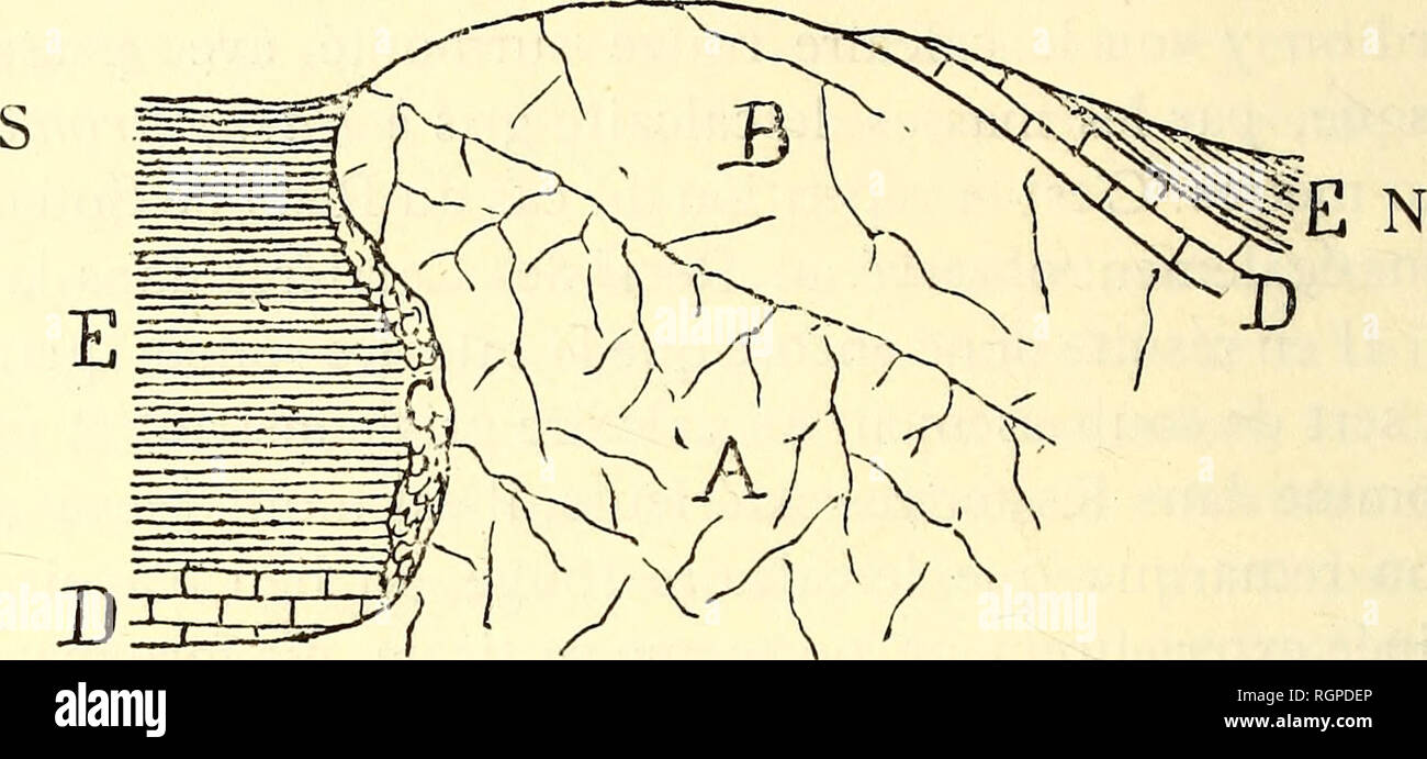 . Bulletin de la SociÃ©tÃ© belge de gÃ©ologie, de palÃ©ontologie et d'hydrologie. La géologie, la paléontologie. 184 Ã. DUPONT. Â Les calcaires et schistes FlG. 4. FigurÃ© interprÃ©tatif des irrÃ©gularitÃ©s constatÃ©es dans la bordure calcaro-schisteuse du RÃ©cif de 1 Arche.. A. Calcaire rouge à Stromatactis. D. Calcaire noduleux. B. calcaire gris Ã Pachystroma. E. Schistes noduleux. C. Damas de Cyathophyllam. 15. Calcaire noduleux. GIVETIEN. 16. Calcaire bleu stratifiÃ© avec les bancs de marbre florence, c'est-Ã -dire d'un calcaire containing en forte proportion des Stromatopores, des Favosites et AlvÃ©ol Banque D'Images