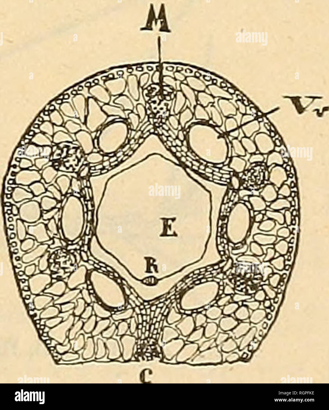 . Bulletin de la Société impériale des naturalistes de Moscou. La science, la biologie, la géologie, l'histoire naturelle. Üg. nostram : XX [ = Velaea Parishii, C. &AMP ; R. !]. Pag. 204 (112) adde : Conopodïum, Koch. II. 2. Astoma, K.-Pol.-De ? Sese- lifolio, K.-V. o.  = Astomate seselifoUo sententionis, D C. annonce meae contra D r u- argumentationem mericarpii deanam etc. analysin juvenilis (resp. orthospermii !) produire : fig. XXI (sec. specim. Bois- s i e r d i). Pag. 206 (114) entre "genres" Chamarea cognoscenda : insère, Eckl. &Amp ; Zeyh. ! - Dans ? H. ZejliA  = Caro capensi, Sond. mericarpia breviter rostrata, in. Fi Banque D'Images