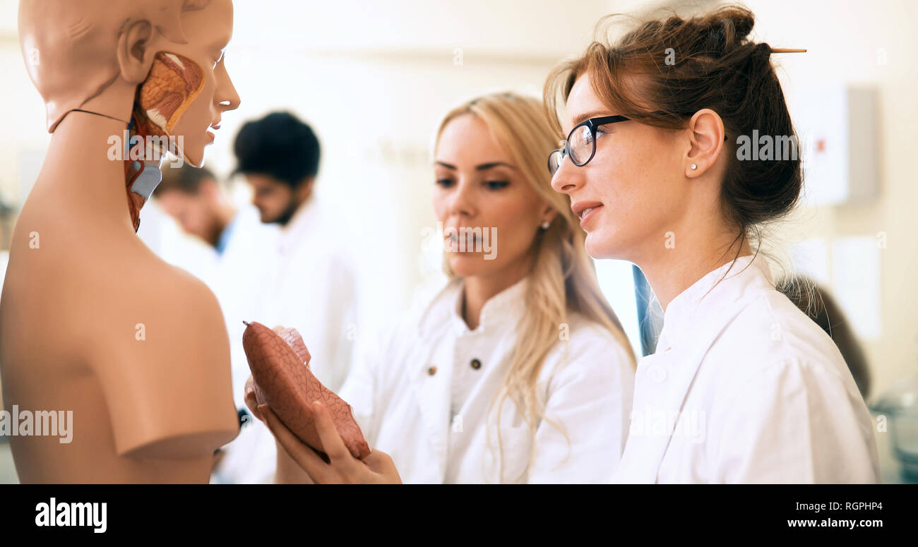 Les étudiants de médecine de l'examen de modèle anatomique en classe Banque D'Images