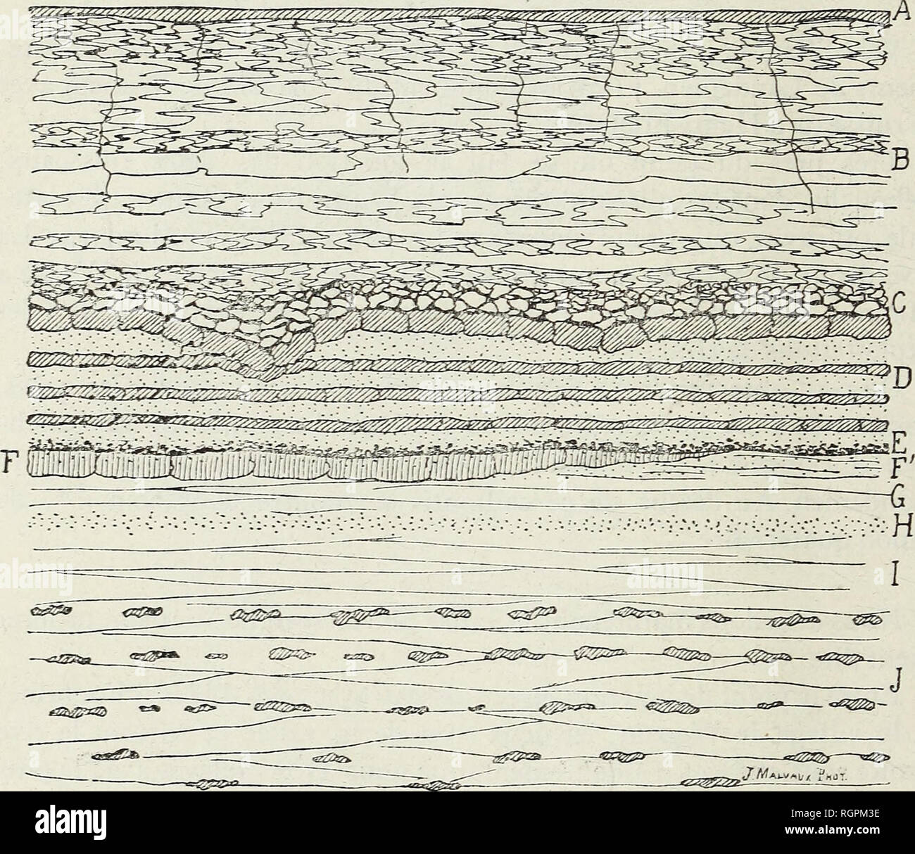 . Bulletin de la Société Belge de géologie, de Paleontologie et d'Hydrologie. 1D4 A. RUTOT ET E. VAN DEN BROECK. xMASSIF" NOV 3o Fig. 10. Diag-rammatique coupé des couches visibles le long de la J'ive droite du ruisseau de Wansifî, au Nord-Ouest du village.. L'Humus ........... Landenien inférieur. . ... . 5™,oo Damas de silex empâtés dans des argiles plus ou moins pures, de couleur verte ou rouge, avec galets roulés ; l'argile sableuse est verte et vers le haut et fossilifère. (Nombreux piquants d'jardins, débris de Pecten, Terebratulines, nom- breuses Ostrea lateralis, etc.) o™,5o Tufeau d Banque D'Images