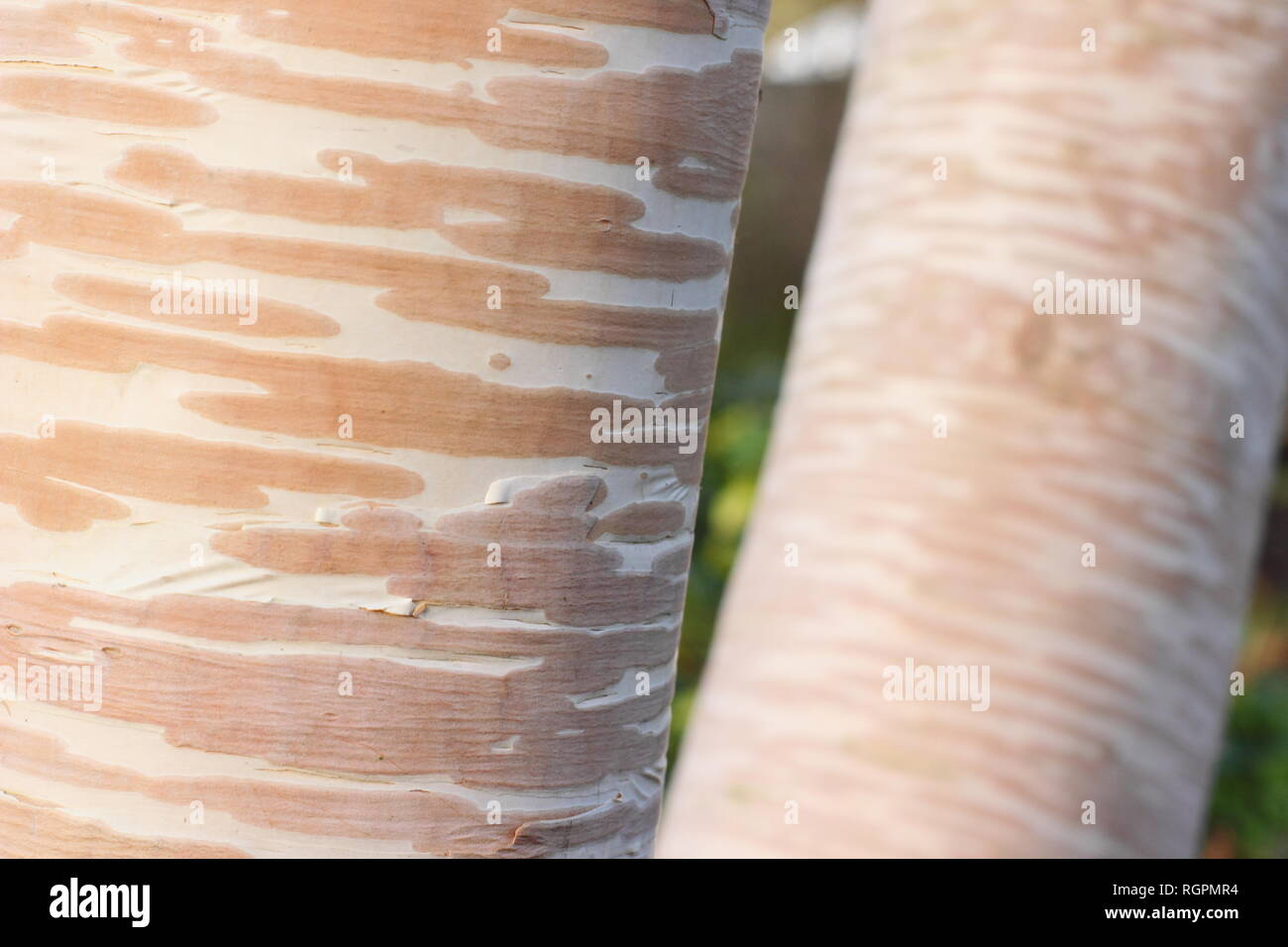 L'écorce de crème et rose de Betula ermanii 'Grayswood Hill', parfois appelé 'Grayswood Erman's Birch Hill', novembre, UK Banque D'Images