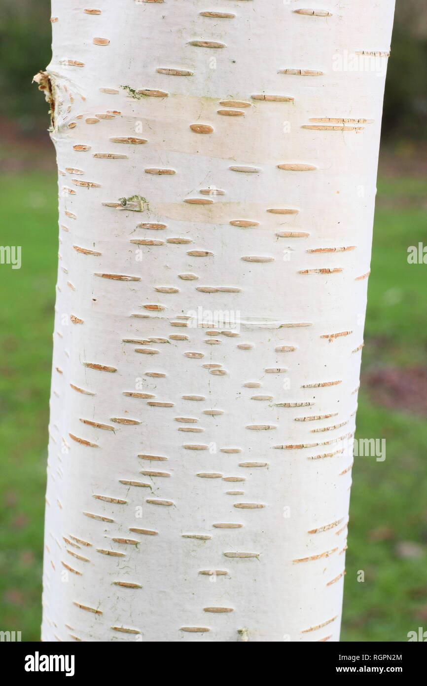 Le Betula utilis var. jacquemontii Trinity College. L'écorce blanche de ce bouleau de l'Himalaya, à lenticelles affichant l'hiver UK Banque D'Images