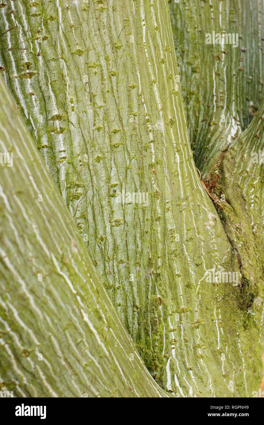 Acer tegmentosum 'Joe Witt. Joli motif à rayures en hiver l'écorce, UK Banque D'Images