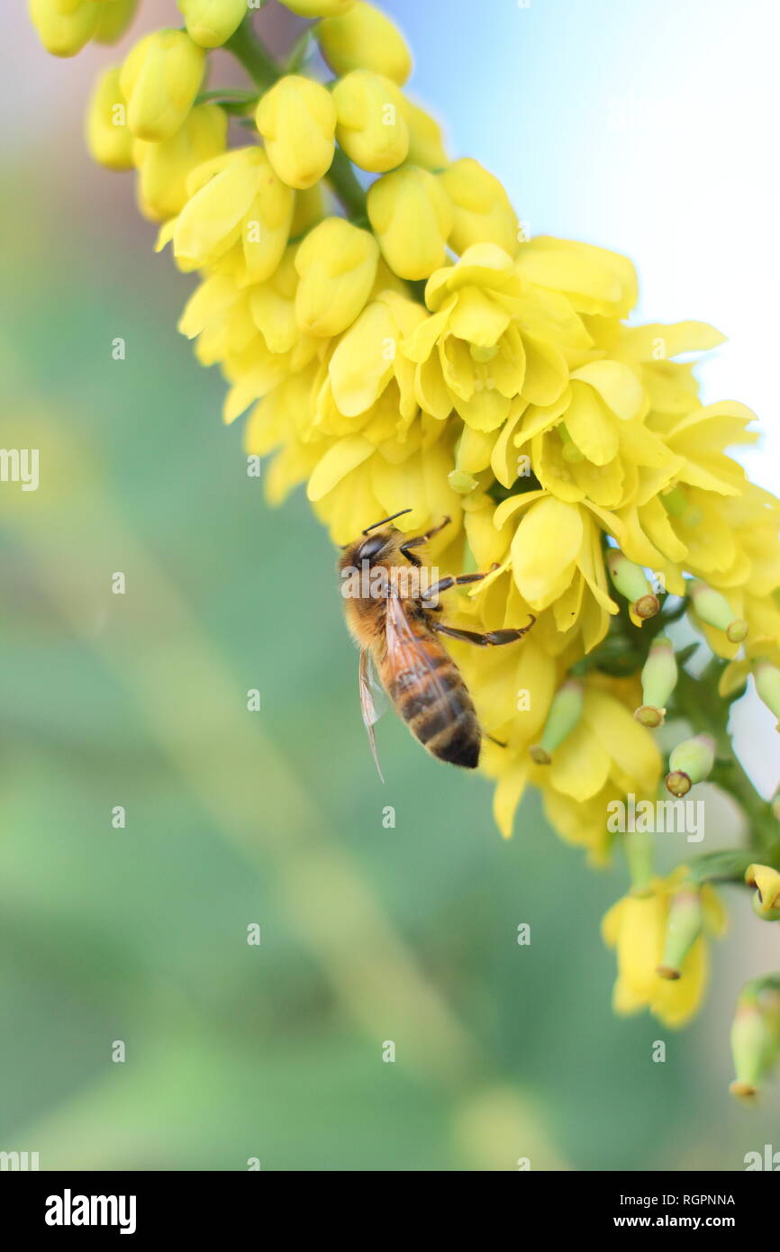 Apis mellifera se nourrissant de Mahonia x media 'en cours." L'alimentation de l'Abeille sur la floraison d'hiver Mahonia arbuste en décembre, UK Banque D'Images