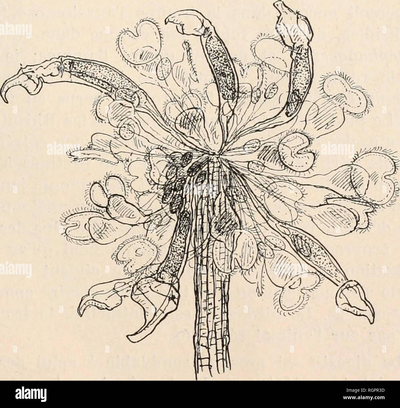 . Bulletin de la SociÃ©tÃ© zoologique de France. Zoologie. DU 9 JUILLET 1912 SÃANCE Genre 243 AGYCLUS Acyclus Leidy 1Â° inquietus Leidy, 1882. Ce¨espÃ celte, dÃ©couverte par Leidy Ã New York, vient d'Ãªtre retrouvÃ©e en grande abondance par M. Harring Ã Washington ; j'incorpore dans mon texte les dÃ©tails Ã©tholo- giques et observations sur le vivant qu'il a bien voulu me transmettre en mÃ'me temps qu'un abondant matÃ©riel fixÃ© Ã l'aide duquel j'ai pu Ã©part les dessins ci-joint ; ils laissent malheureusement quelques points obscurs que je n'aurais pu trancher que sur matÃ©riel frais. Co Banque D'Images