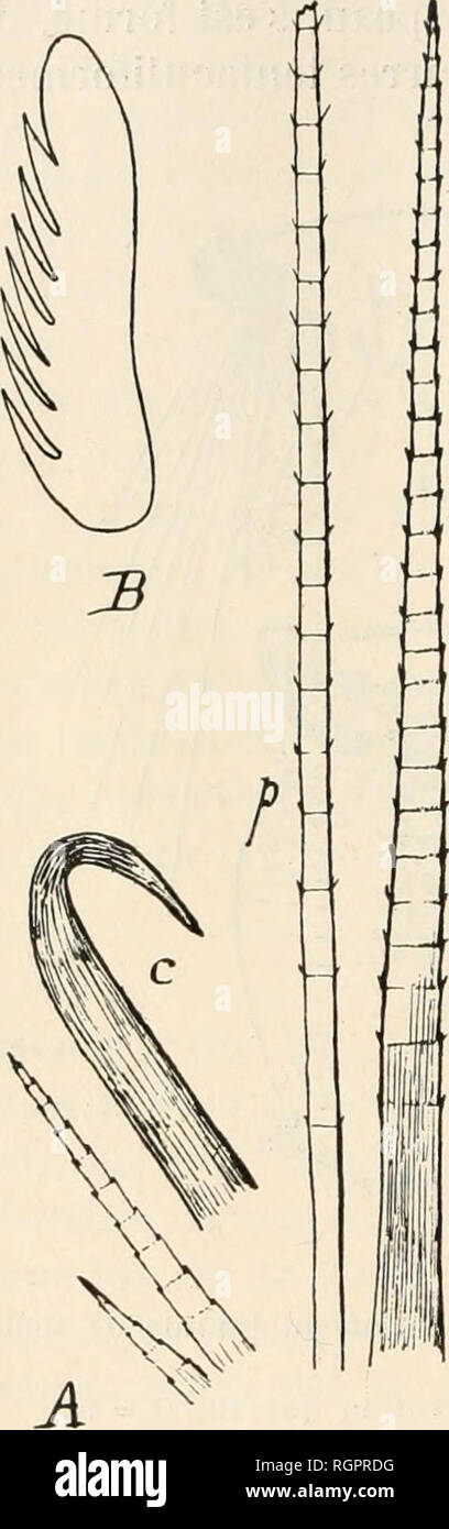. Bulletin de la SociÃ©tÃ© zoologique de France. Zoologie. 174 DU 24 MARS 1914 SÃANCE. operculaire. Celle-ci doit donc bien provenir de la premiÃ¨re rame sÃ©tigÃ¨re. Les cirres sont tentaculiformes vraisemblablement le dÃ©mais double de la sÃ©rie de filaments artificiels qui, chez les adultes, Hermelliens garnissent, de chaque cÃ'tÃ©, ventralement, les deux lobes de l'opercule. Cette rÃ©gion doit subir, pour arriver Ã l'Ã©tat adulte, de trà¨s fortes transformations, pour l'Ã©tude desquelles je u'ai eu jusqu'ici aucuns matÃ©riaux. Tube digestif. Â La bouche est une fente mÃ©dioventrale assez allongÃ©e et en Banque D'Images