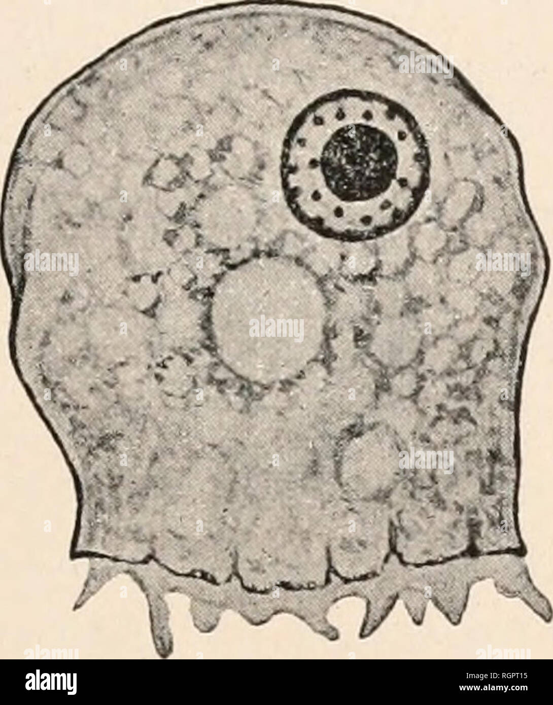 . Bulletin de la SociÃ©tÃ© zoologique de France. Zoologie. SÃANCE DU 27 FÃVRIER 1912 63 nov Hartmannia. gen. - Pas de corps polaires dans la divi- sion nuclÃ©aire. Tout (ou presque tout) le matÃ©riel chromatique est© e.s avec choix à la constitution de la plaque Ã©quatoriale (1). Sappinia Dangeard. Formes habituellement binuclÃ©Ã©es. NuclÃ©aire de la Division par une promitose sans stade de la plaque. Veuillez noter que ces images sont extraites de la page numérisée des images qui peuvent avoir été retouchées numériquement pour plus de lisibilité - coloration et l'aspect de ces illustrations ne peut pas parfaitement ressembler à l'orig Banque D'Images