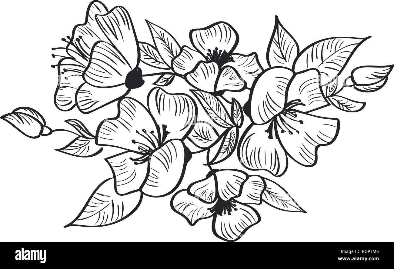 Fleurs Dessins Noir Et Blanc Dessin à la main et un dessin vectoriel rosa canina fleur. Noir et blanc  avec dessins illustration isolé Image Vectorielle Stock - Alamy